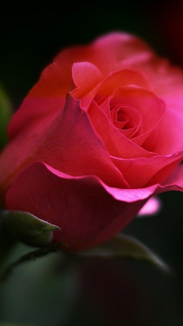 Rose Flowers iPhone 6 Wallpapers Top Free Rose Flowers iPhone 6