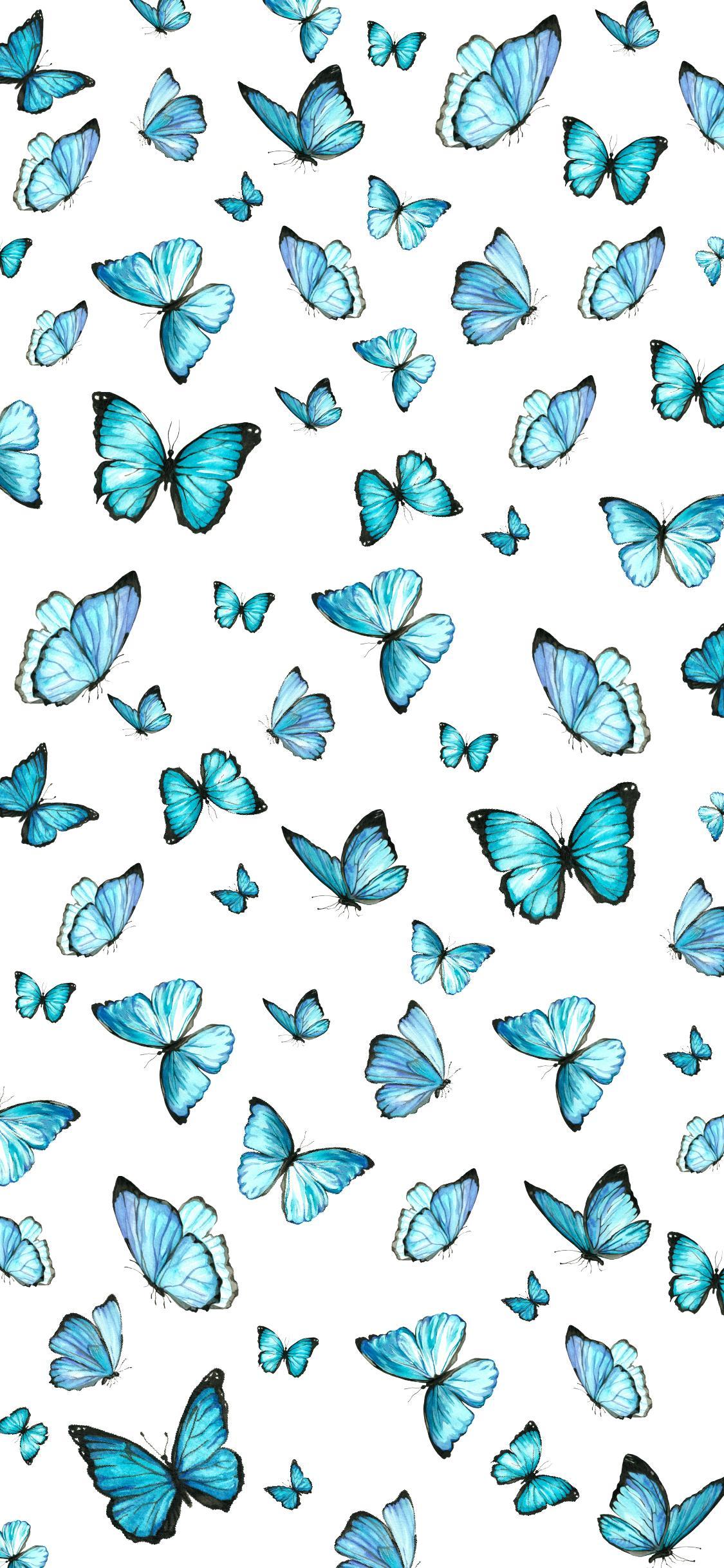 Blue Butterflies Wallpapers Top Free Blue Butterflies Backgrounds