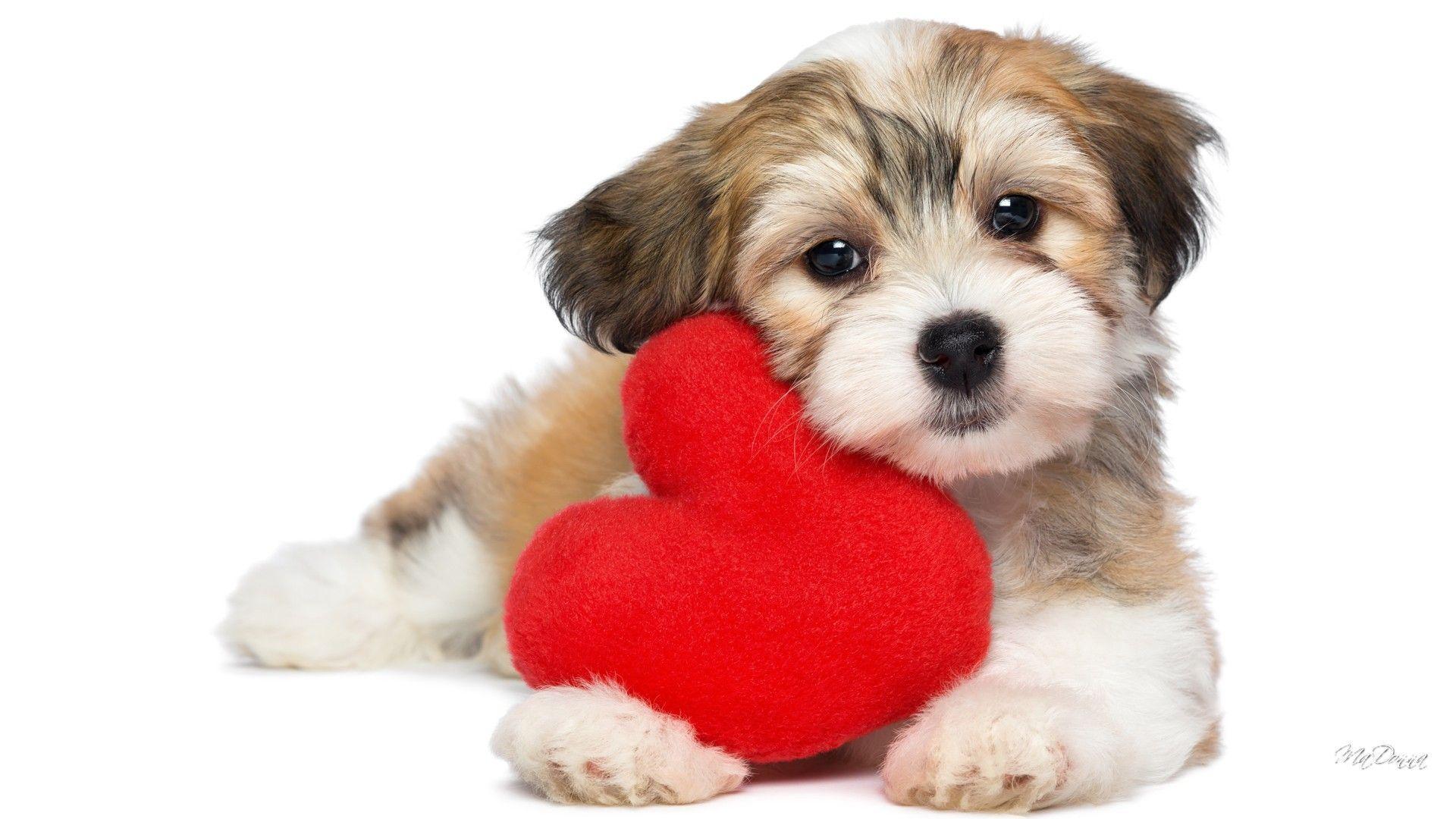 Valentine's Day Puppy Wallpapers Top Free Valentine's Day Puppy
