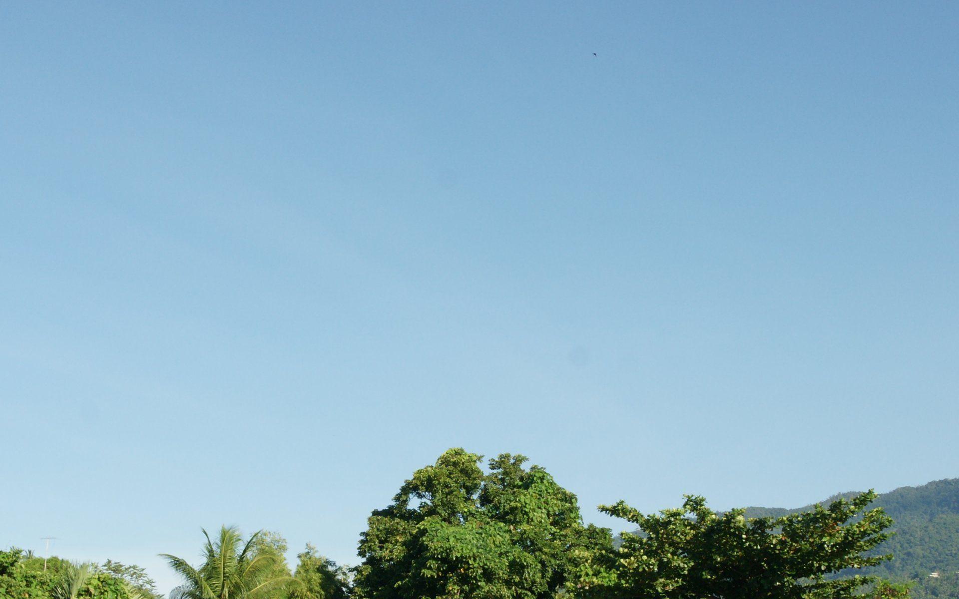 Jungle Sky Wallpapers Top Free Jungle Sky Backgrounds WallpaperAccess