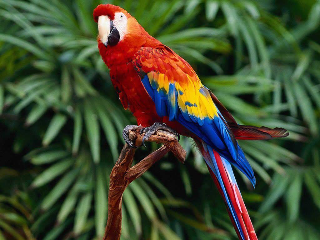 Colorful Parrot Wallpapers Top Free Colorful Parrot Backgrounds