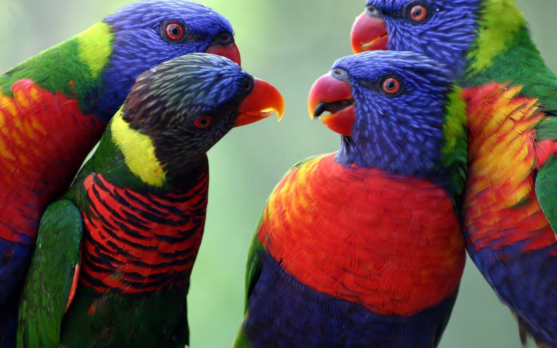 Colorful Parrot Wallpapers Top Free Colorful Parrot Backgrounds