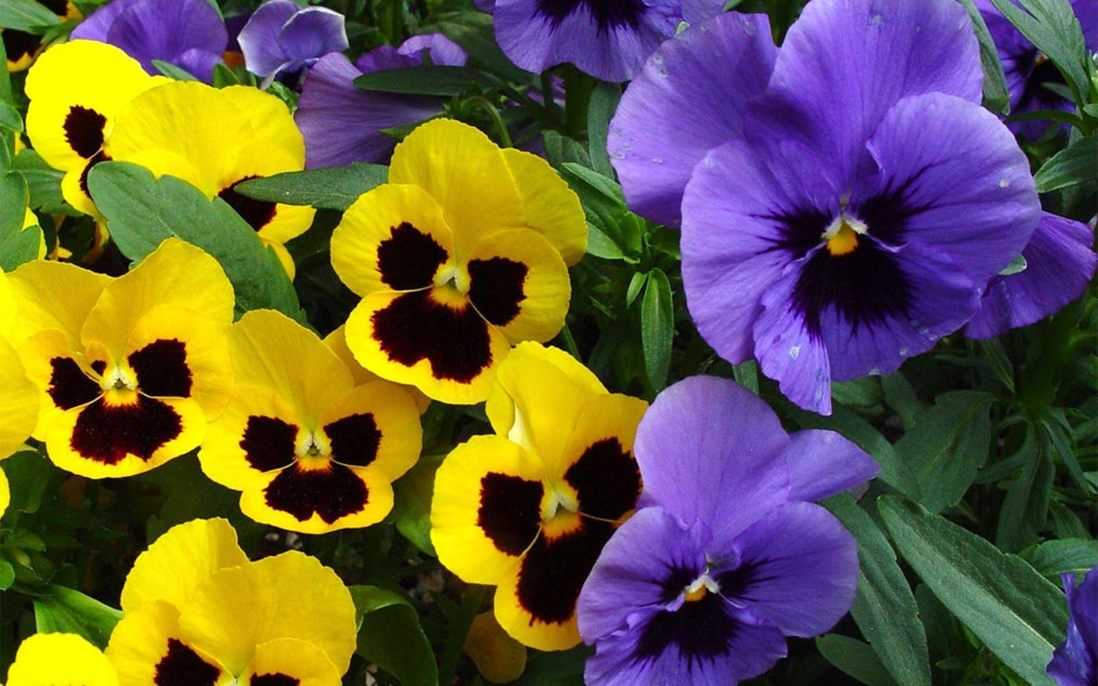 Pansies Wallpapers Top Free Pansies Backgrounds WallpaperAccess