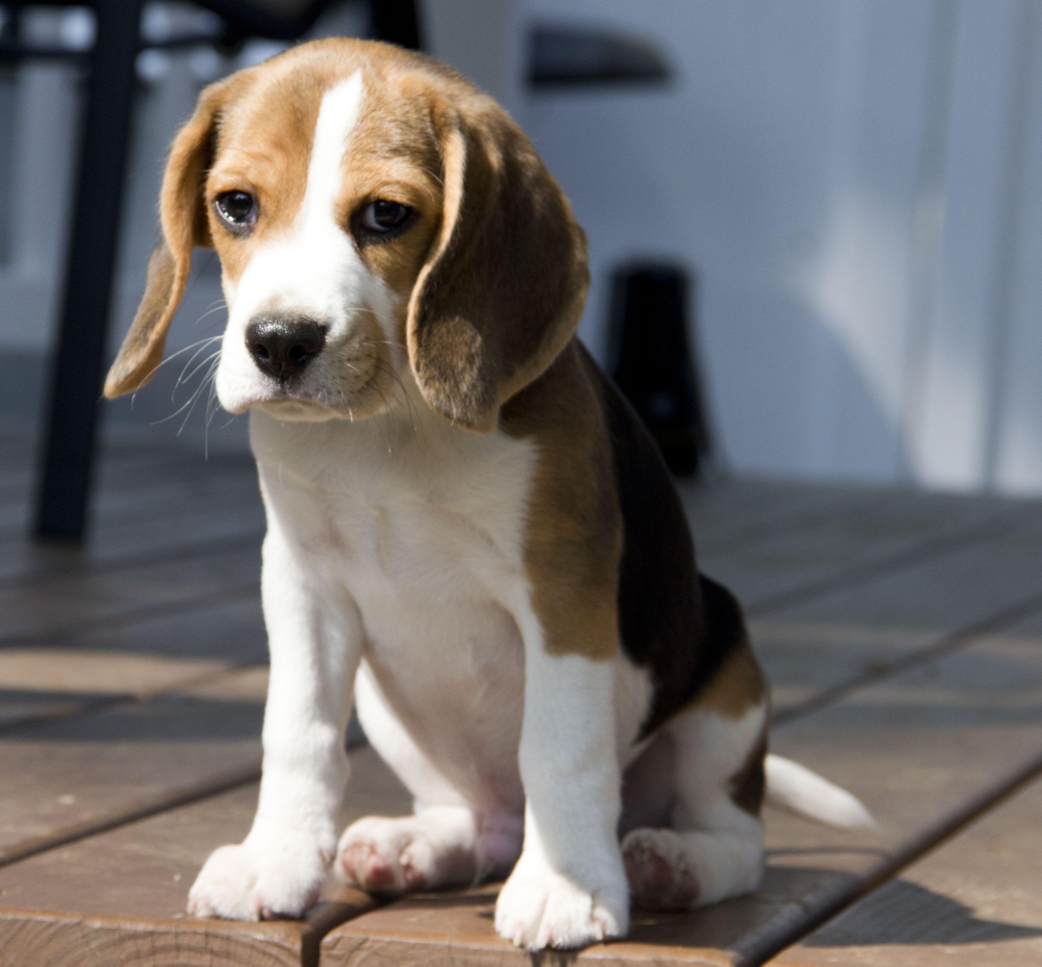 Beagle Puppy Wallpapers Top Free Beagle Puppy Backgrounds