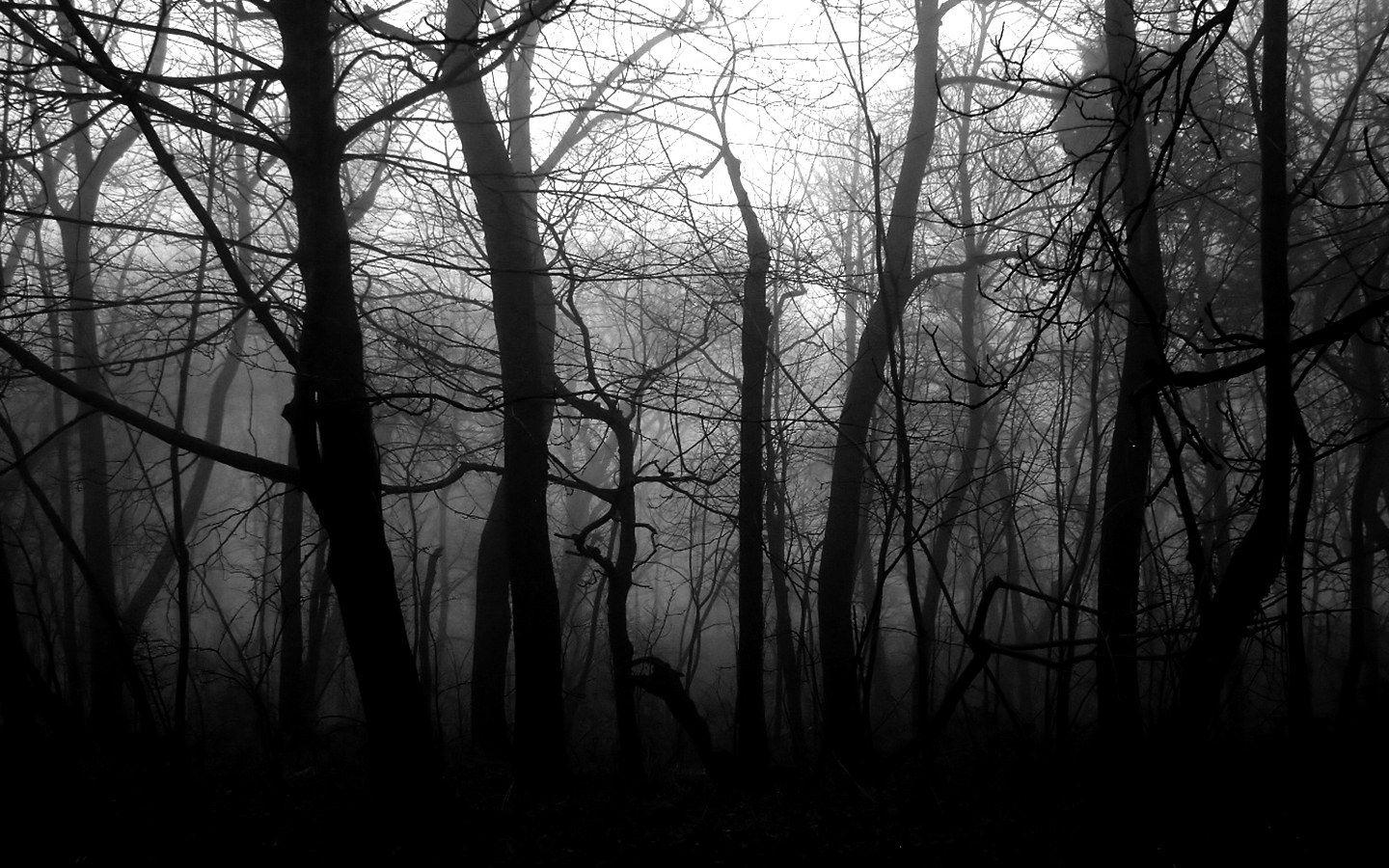 Black and White Forest Wallpapers Top Free Black and White Forest