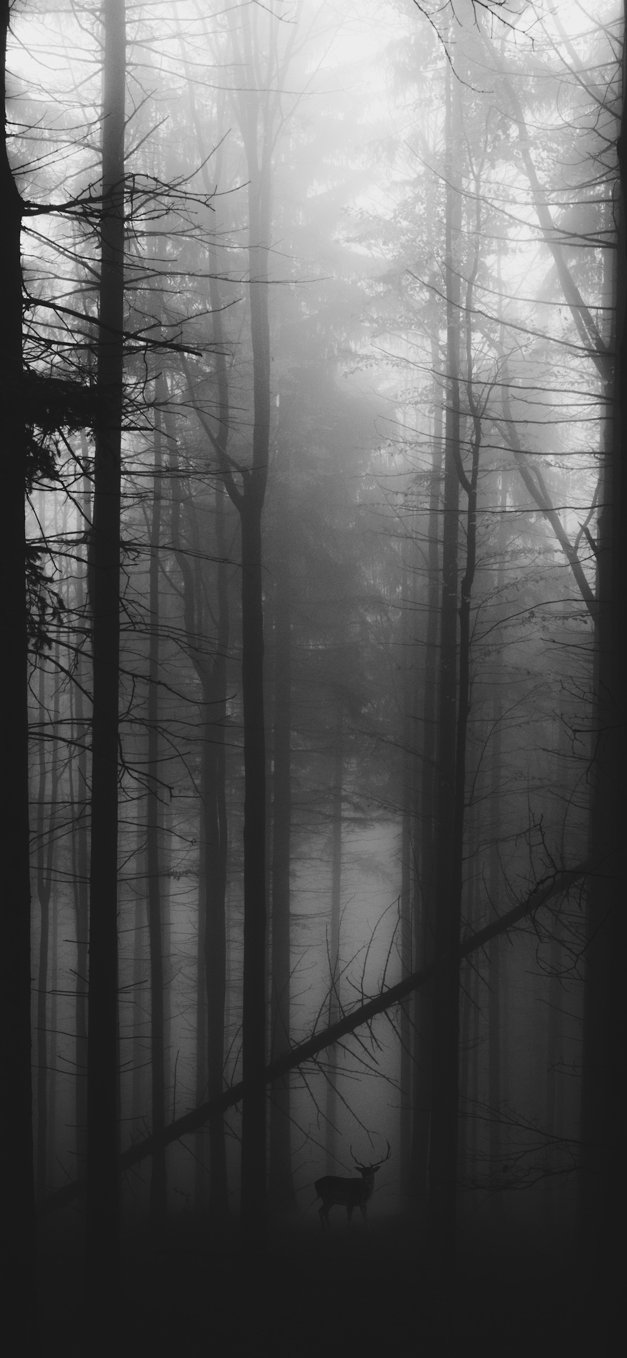 Black and White Forest Wallpapers Top Free Black and White Forest