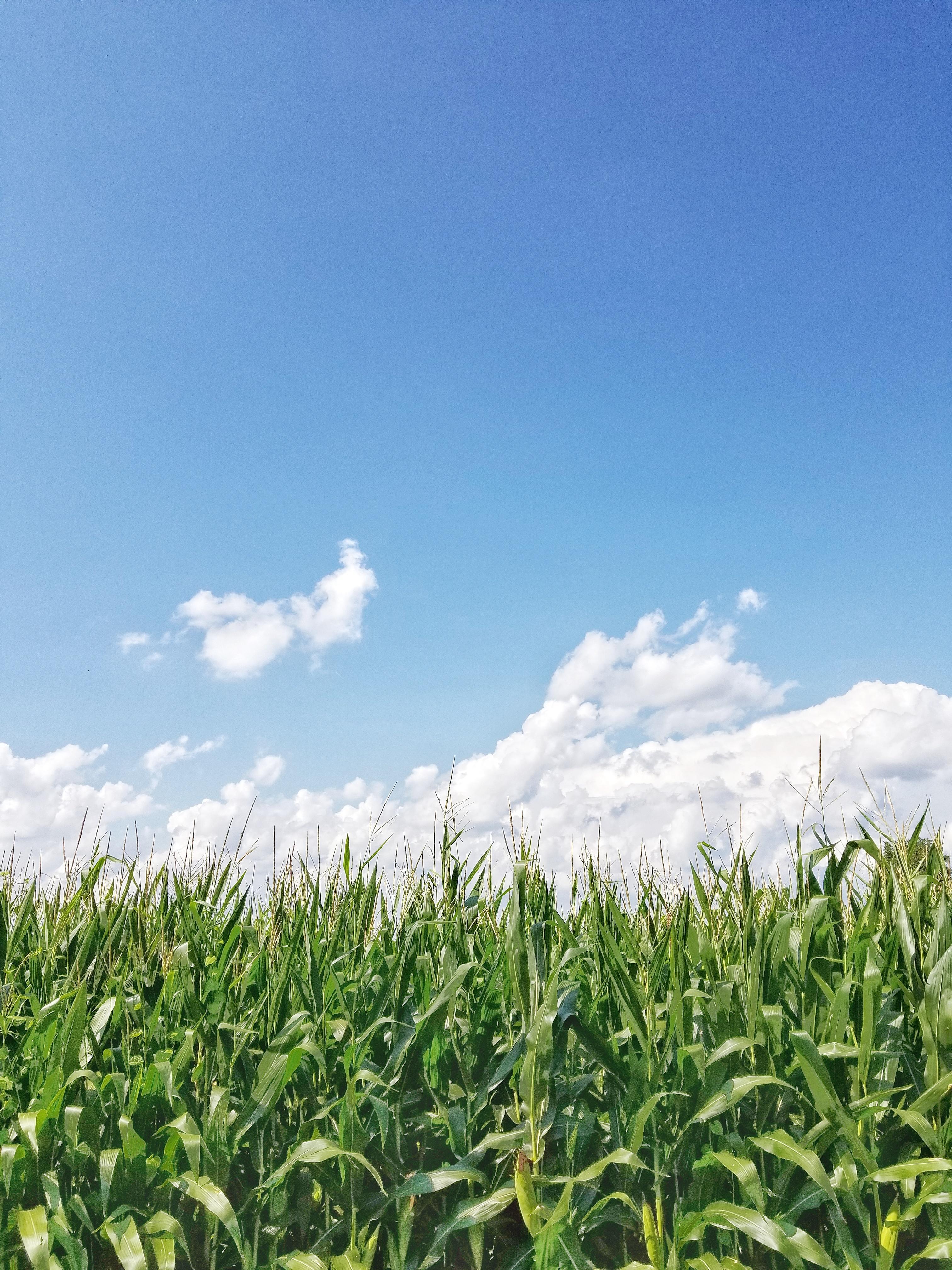 Cornfield Wallpapers Top Free Cornfield Backgrounds WallpaperAccess