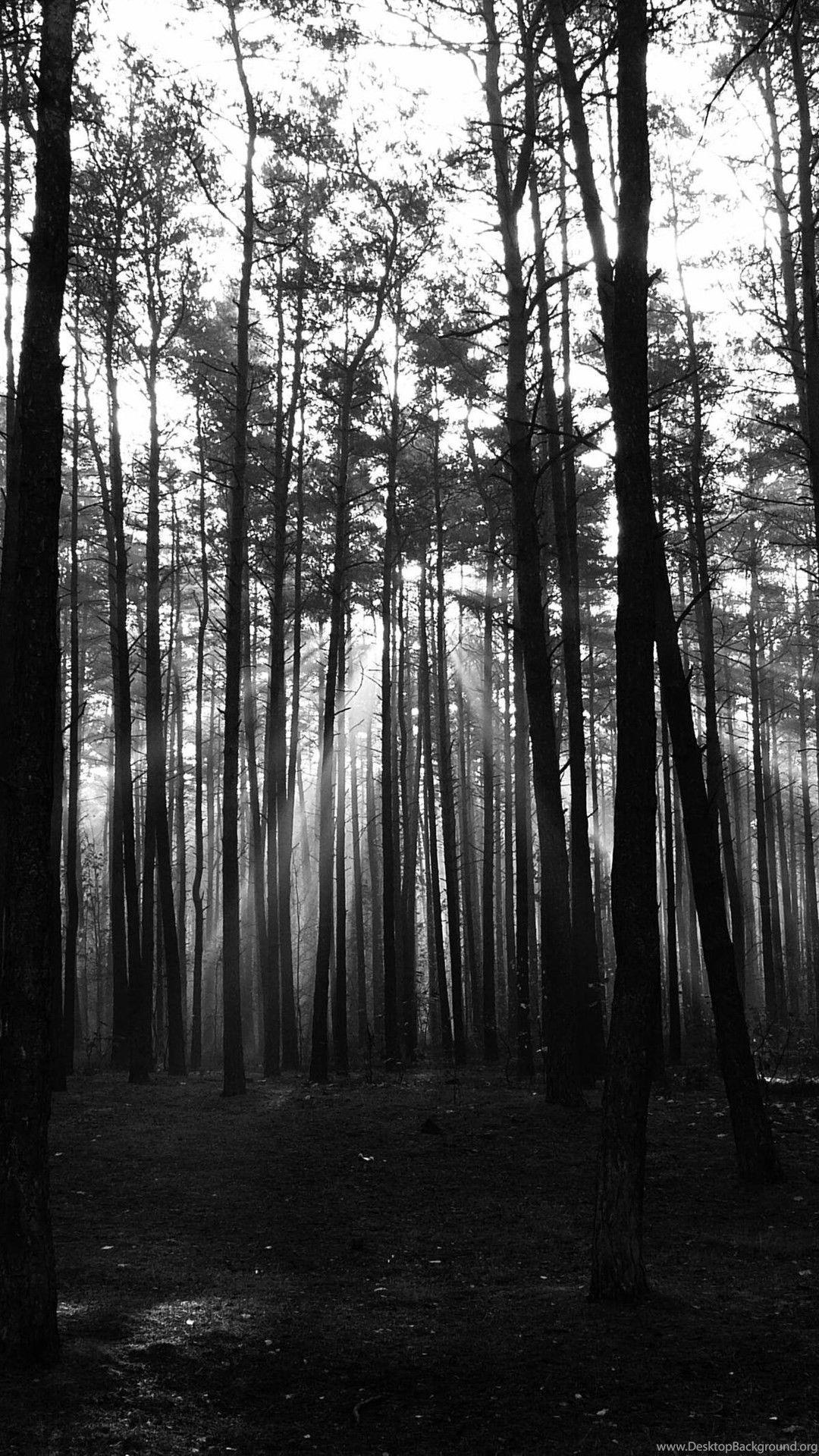 Black and White Forest Wallpapers Top Free Black and White Forest
