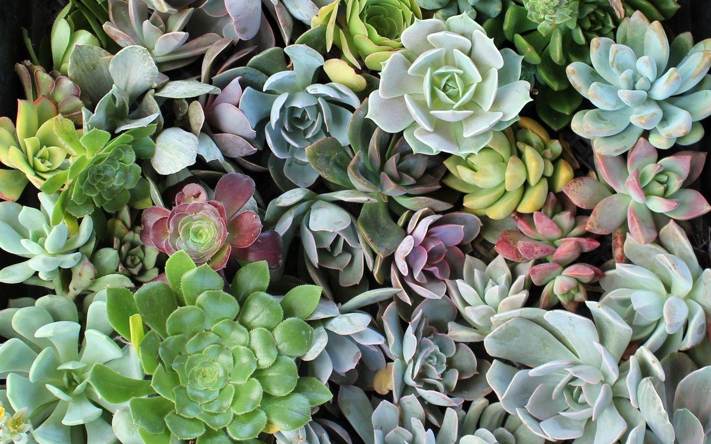 Succulents Desktop Wallpapers Top Free Succulents Desktop Backgrounds