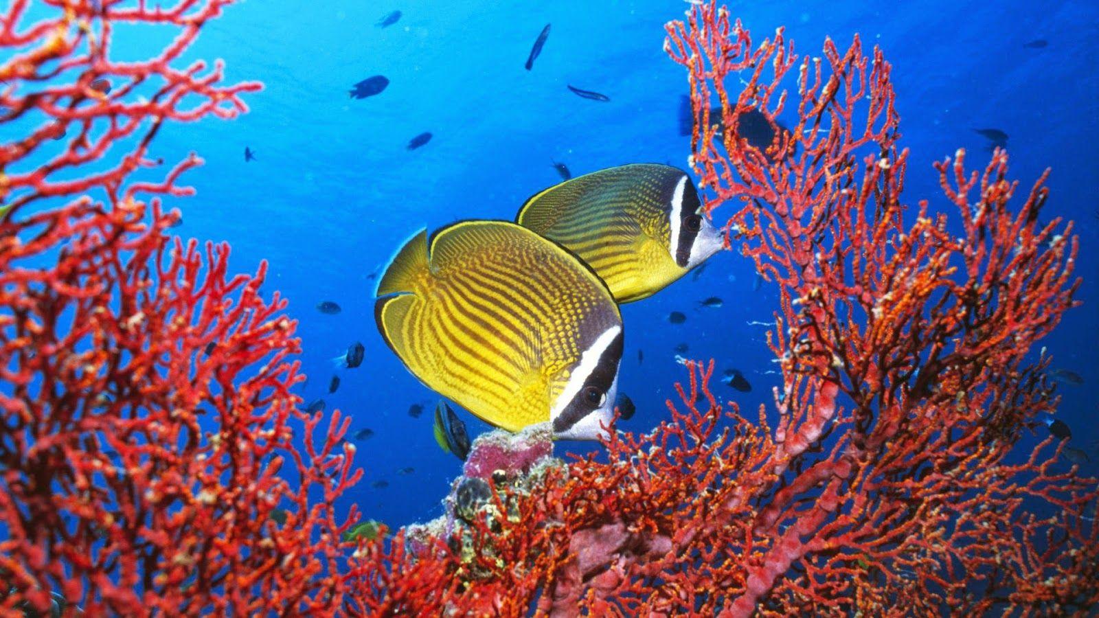 Deep Blue Sea Wallpapers Top Free Deep Blue Sea Backgrounds