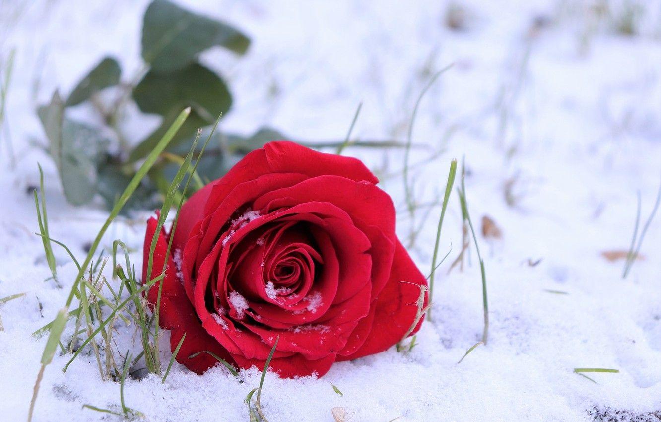 Roses in Snow Wallpapers Top Free Roses in Snow Backgrounds WallpaperAccess