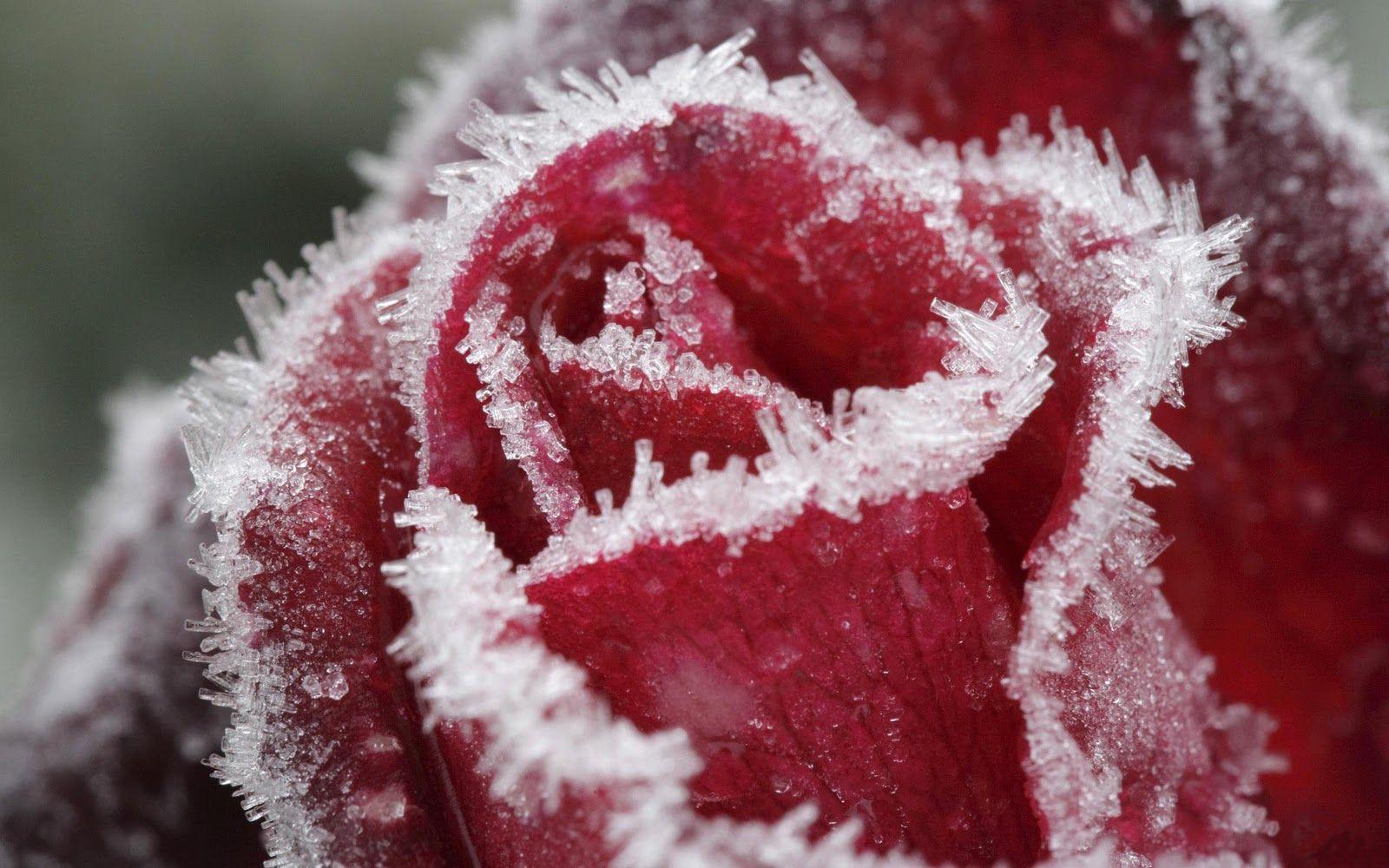 Roses in Snow Wallpapers Top Free Roses in Snow Backgrounds WallpaperAccess