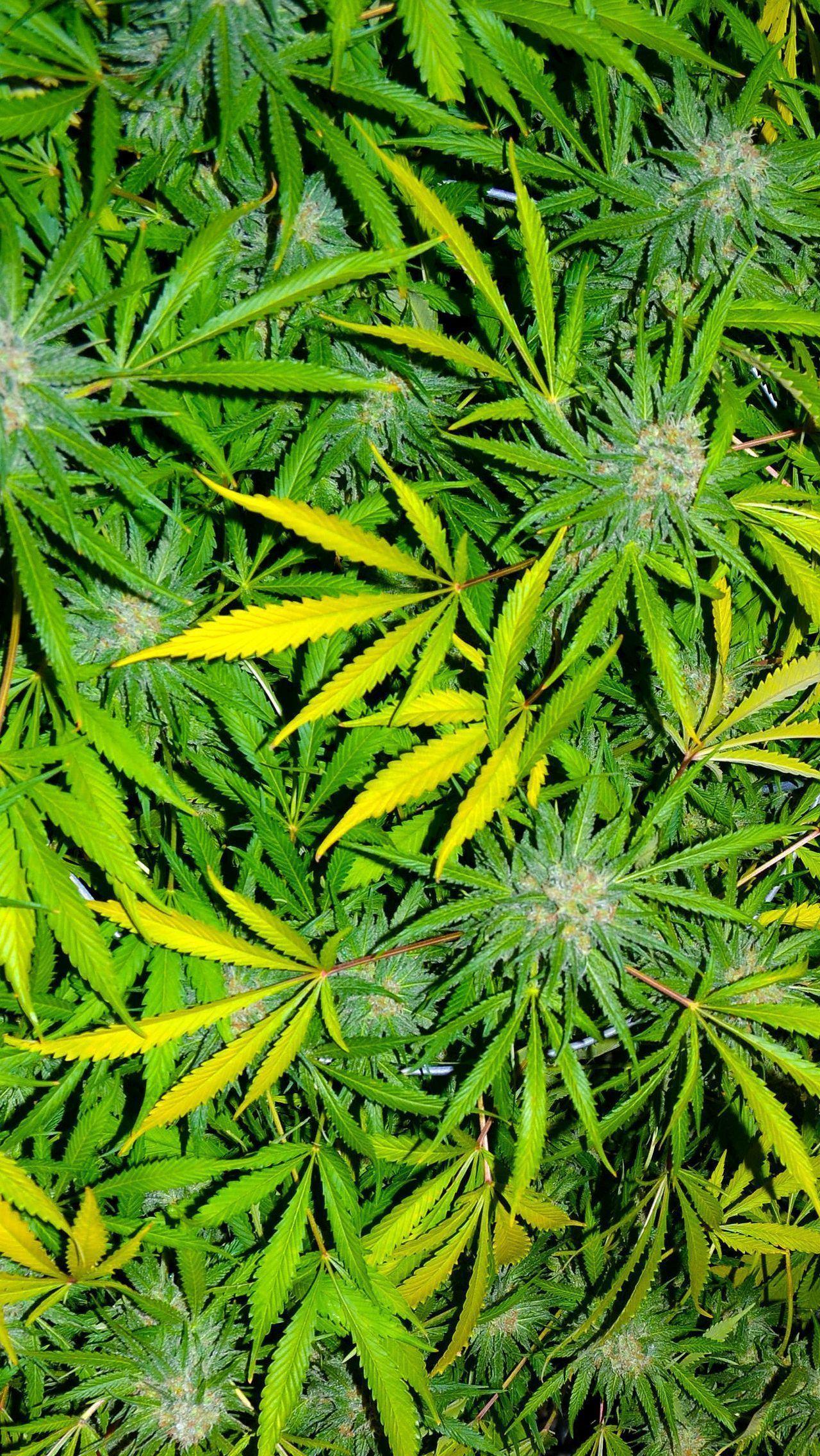 Dope Weed Wallpapers Top Free Dope Weed Backgrounds WallpaperAccess