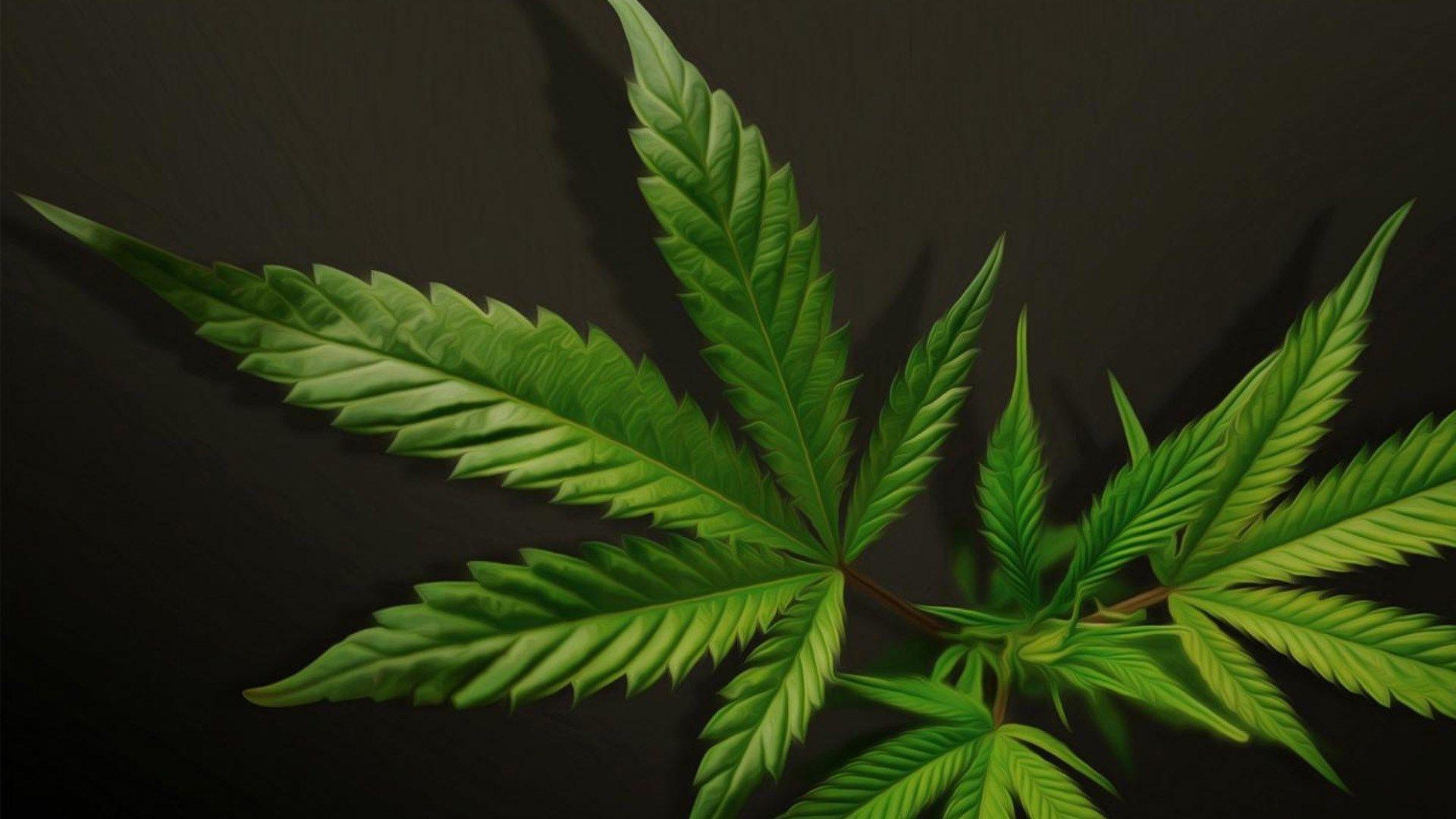 Cannabis Wallpapers Top Free Cannabis Backgrounds WallpaperAccess