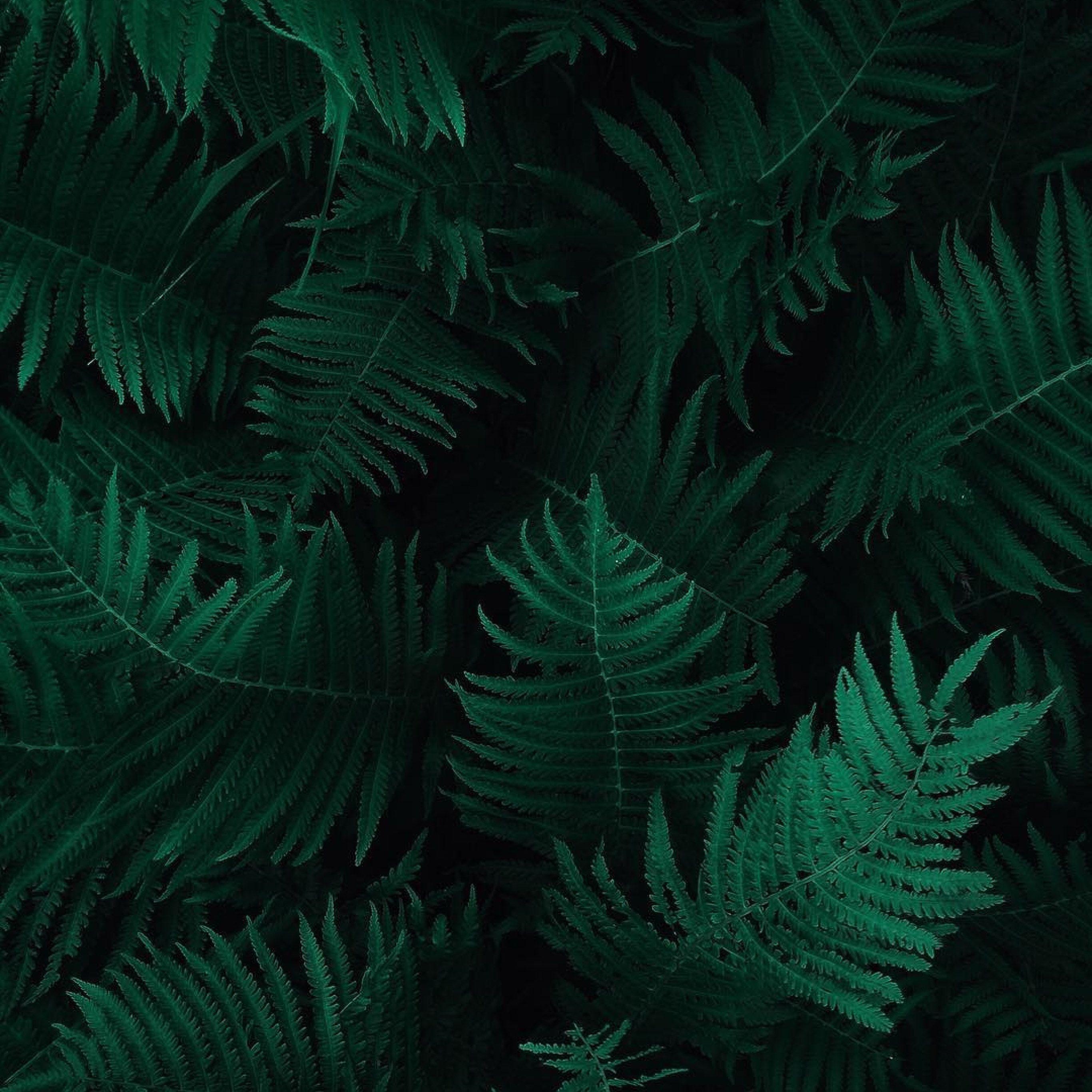 Dark Leaf Wallpapers Top Free Dark Leaf Backgrounds WallpaperAccess