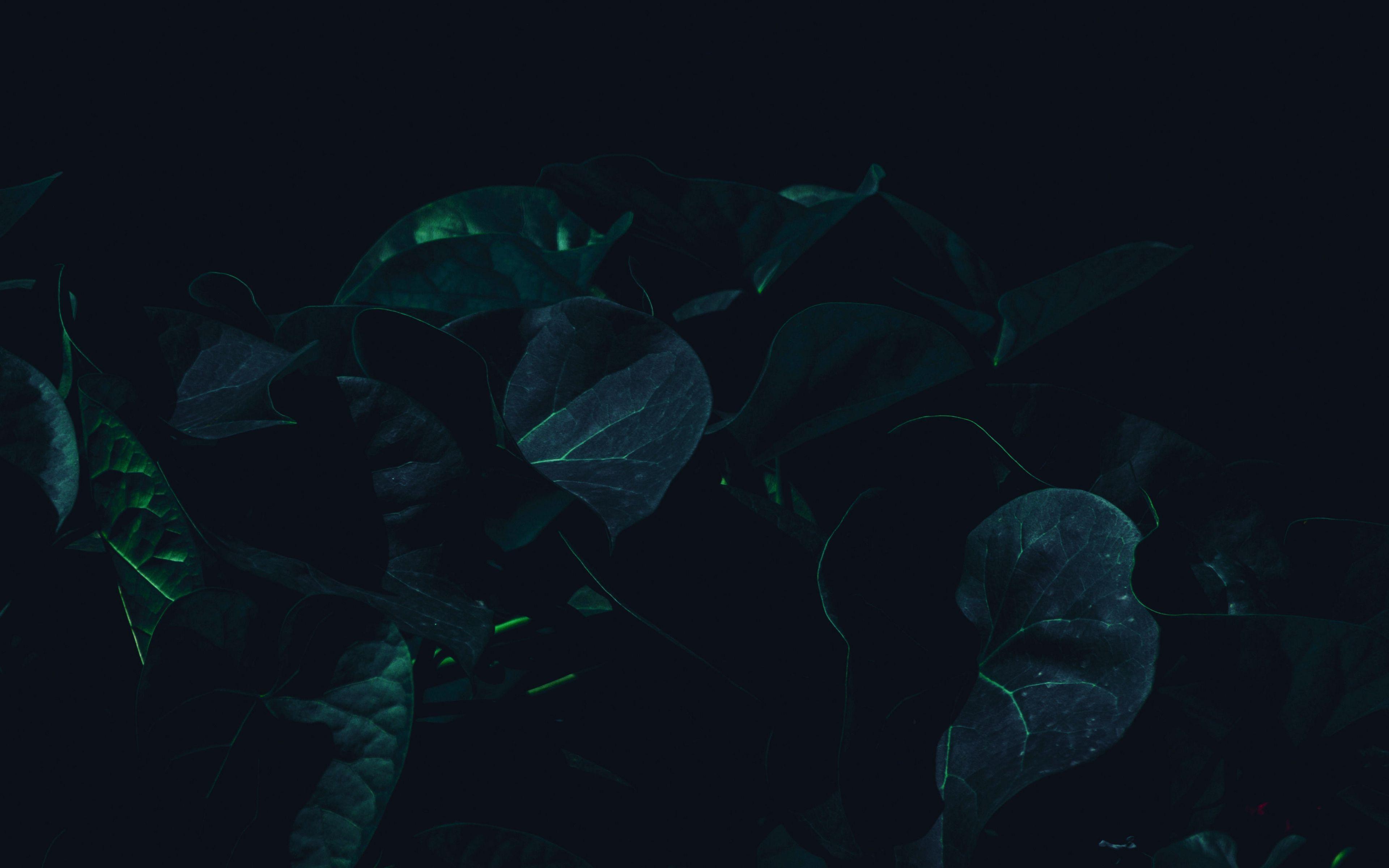 Dark Leaf Wallpapers Top Free Dark Leaf Backgrounds WallpaperAccess