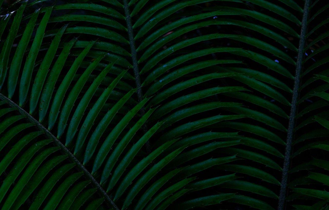 Dark Green Leaf Wallpapers Top Free Dark Green Leaf Backgrounds