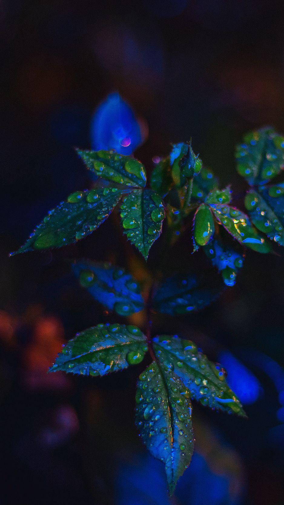 Dark Leaf Wallpapers Top Free Dark Leaf Backgrounds WallpaperAccess