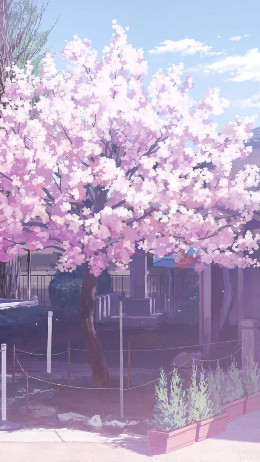 Anime Sakura Blossom Wallpapers Top Free Anime Sakura Blossom Backgrounds WallpaperAccess