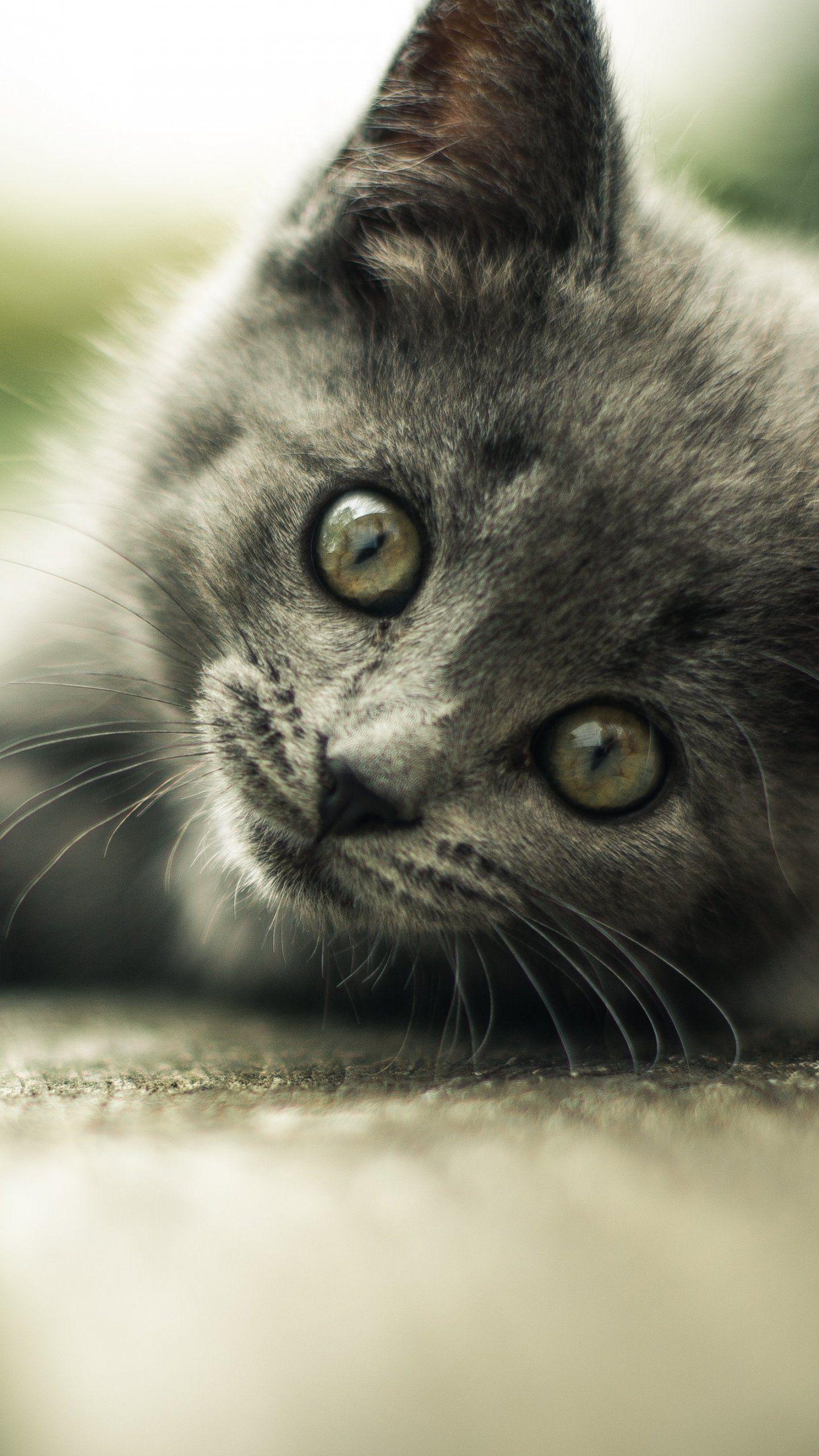 Cute Gray Cats Wallpapers Top Free Cute Gray Cats Backgrounds WallpaperAccess