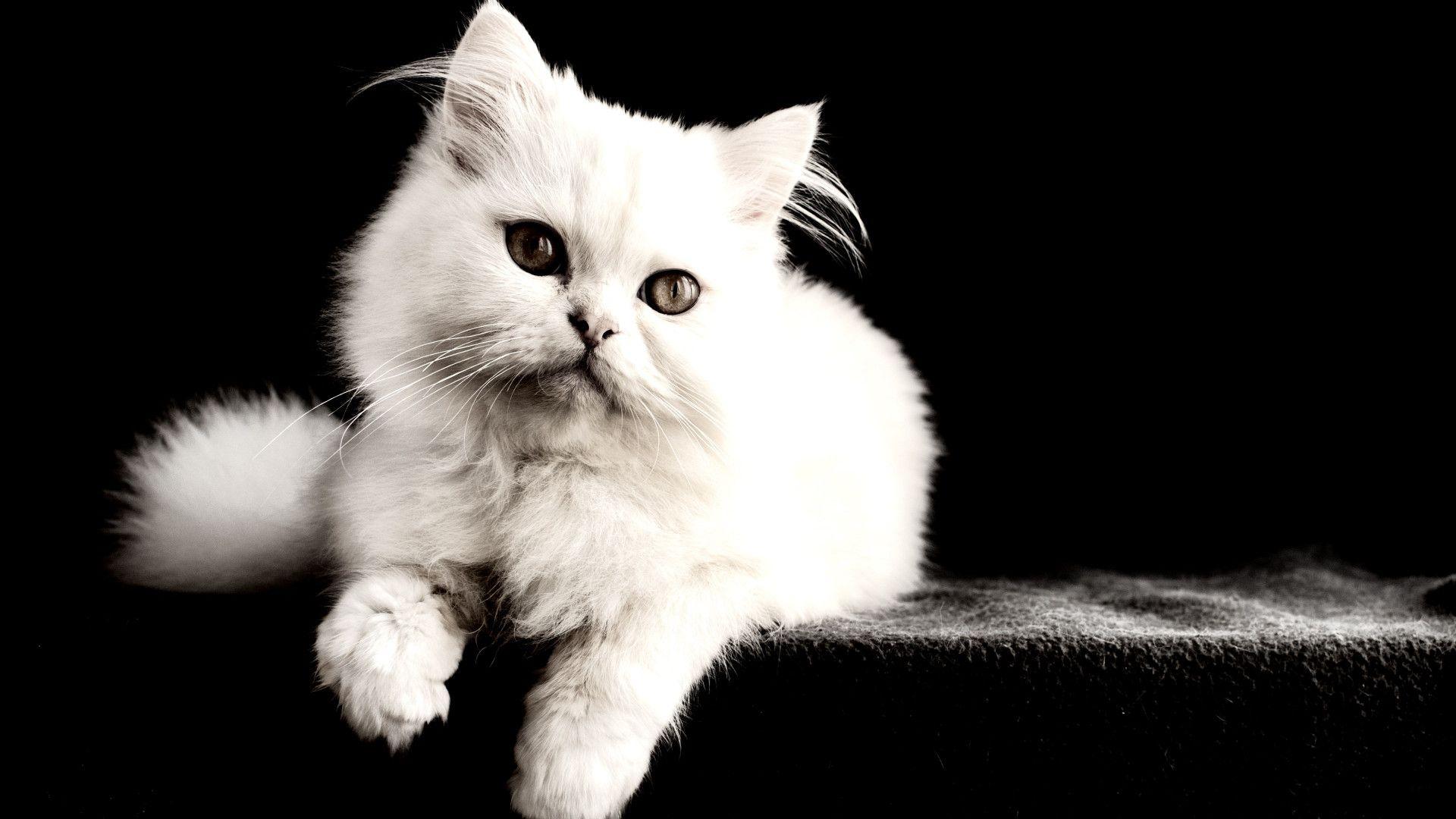 White Cat HD Wallpapers Top Free White Cat HD Backgrounds