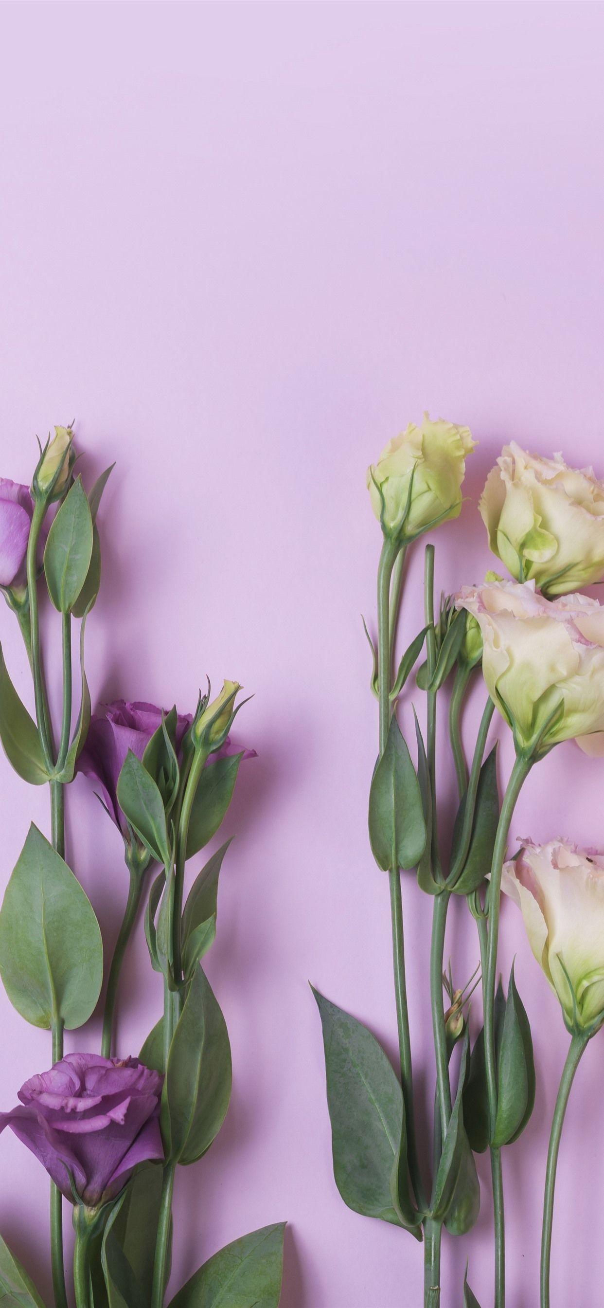 Purple and Yellow iPhone Wallpapers Top Free Purple and Yellow iPhone