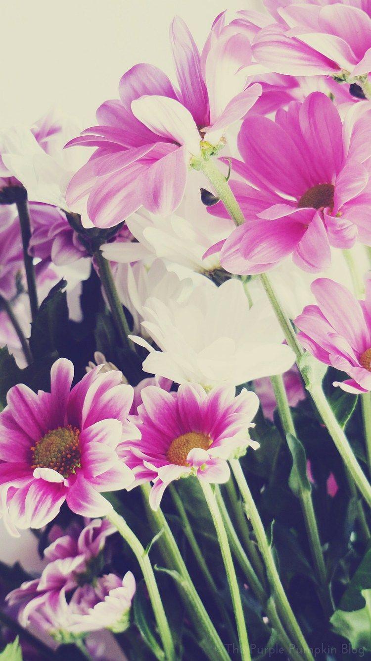 Floral iPhone Wallpapers Top Free Floral iPhone Backgrounds