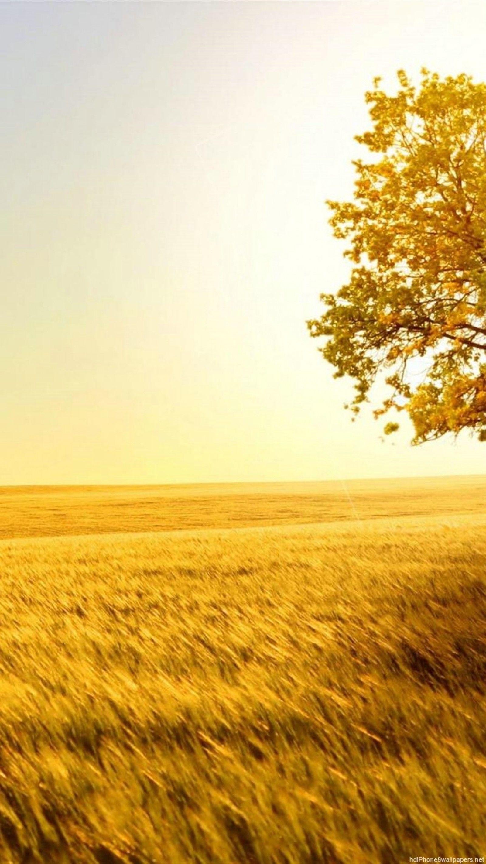 Gold iPhone 5S Wallpapers Top Free Gold iPhone 5S Backgrounds