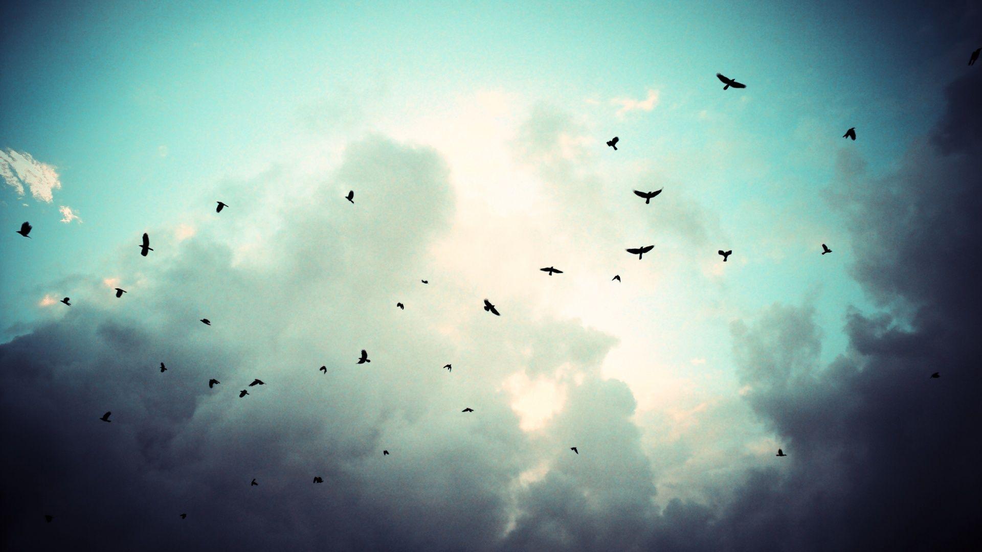 Birds Flying Sky Wallpapers Top Free Birds Flying Sky Backgrounds