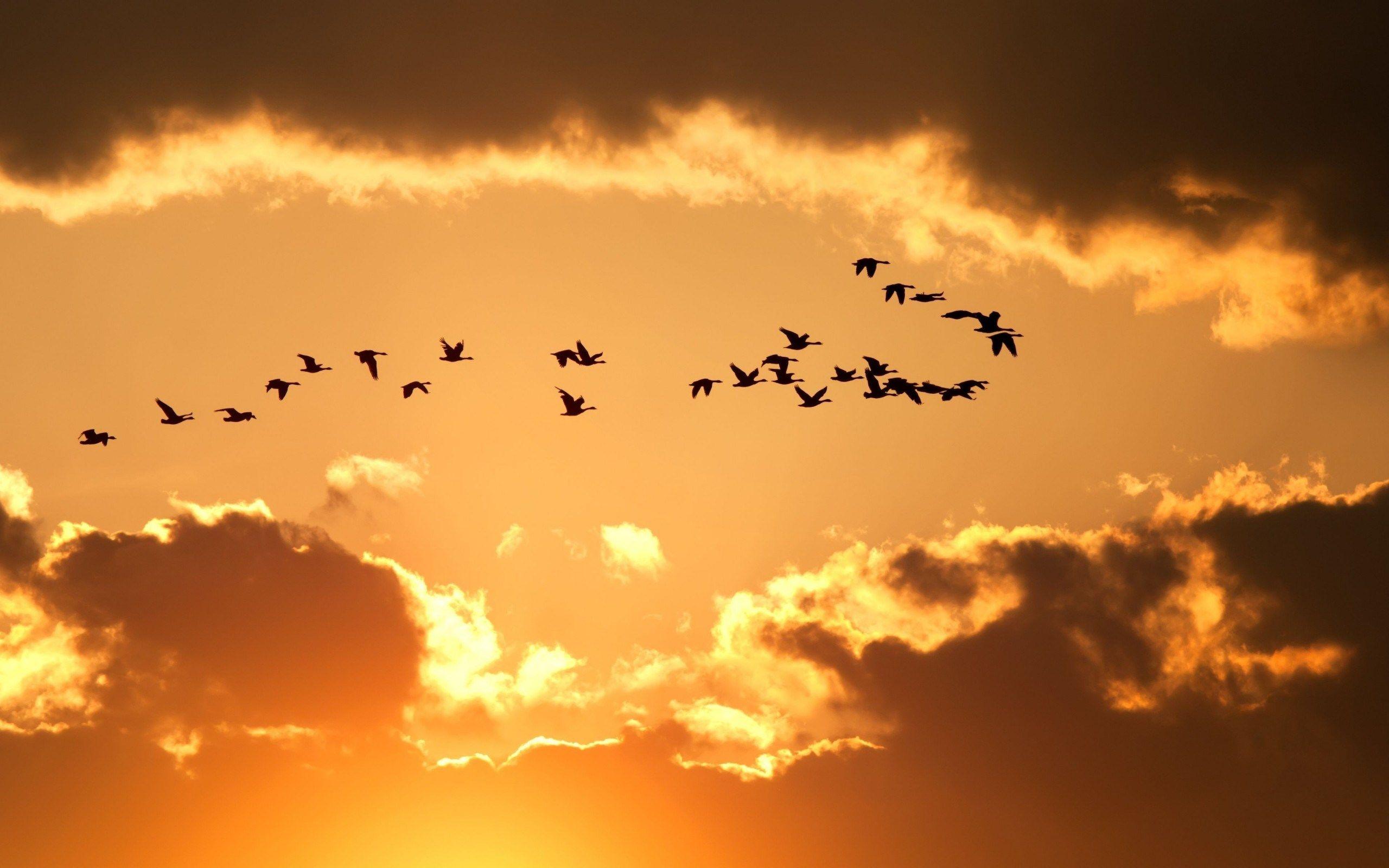 Birds Flying Sky Wallpapers Top Free Birds Flying Sky Backgrounds