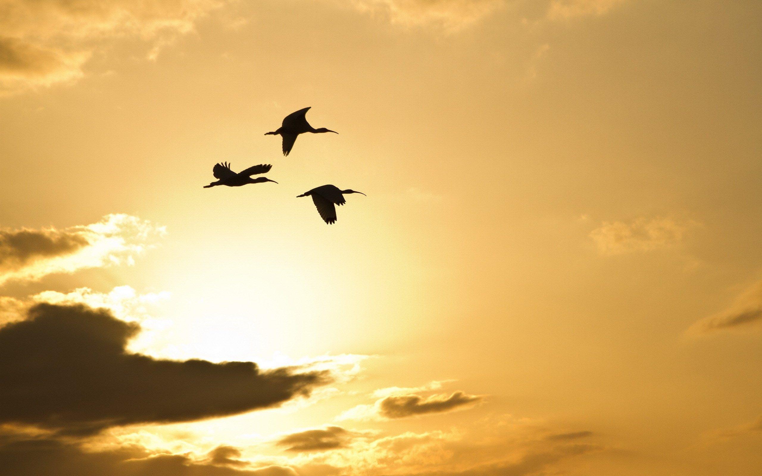 Birds In Sky Wallpapers Top Free Birds In Sky Backgrounds