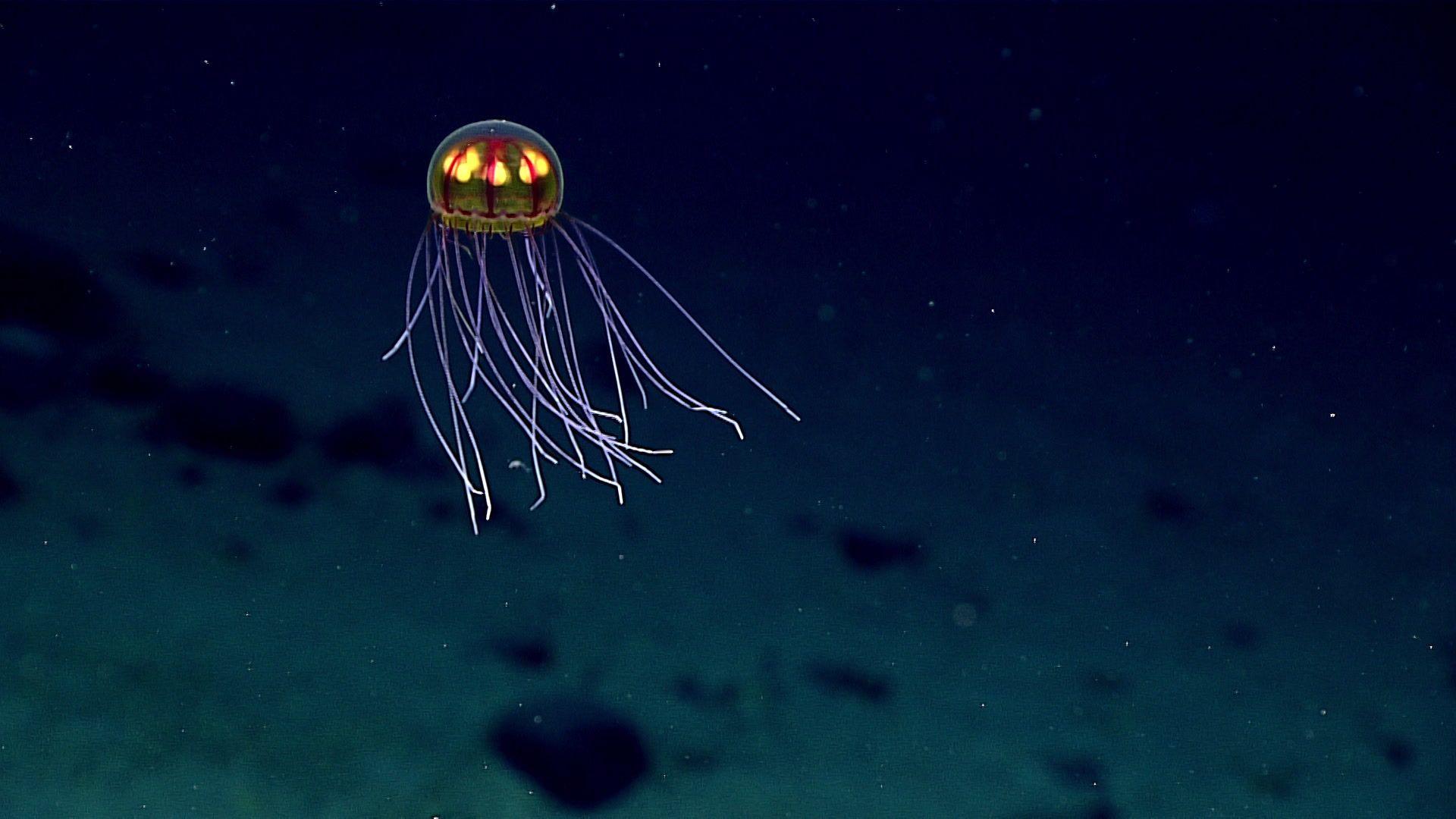 Mariana Trench Wallpapers Top Free Mariana Trench Backgrounds