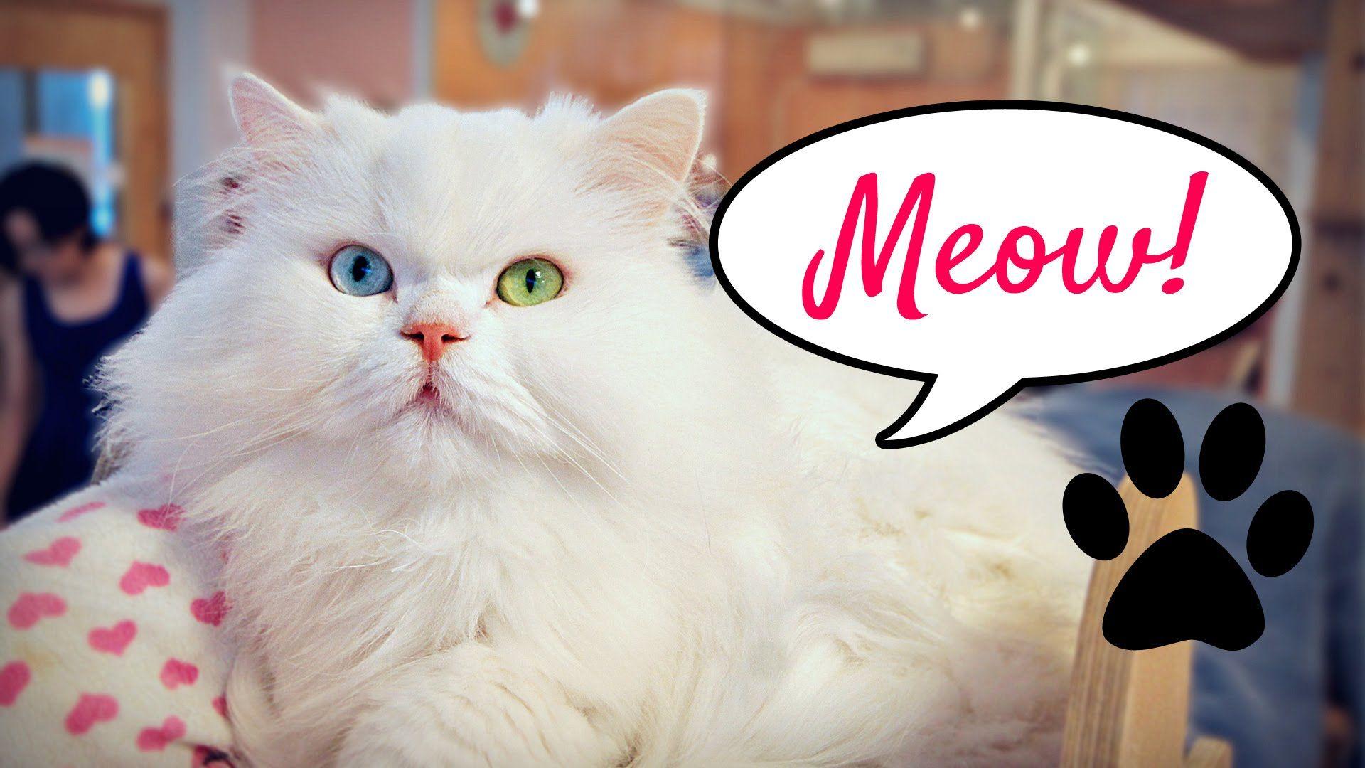 Cute Korean Cat Wallpapers Top Free Cute Korean Cat Backgrounds