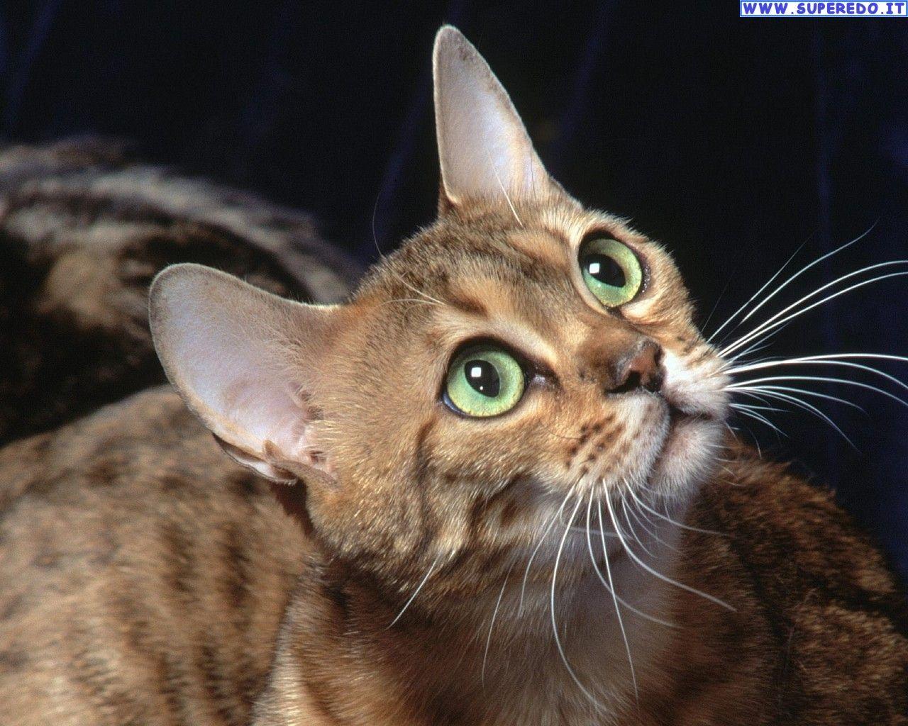 Cute Korean Cat Wallpapers Top Free Cute Korean Cat Backgrounds