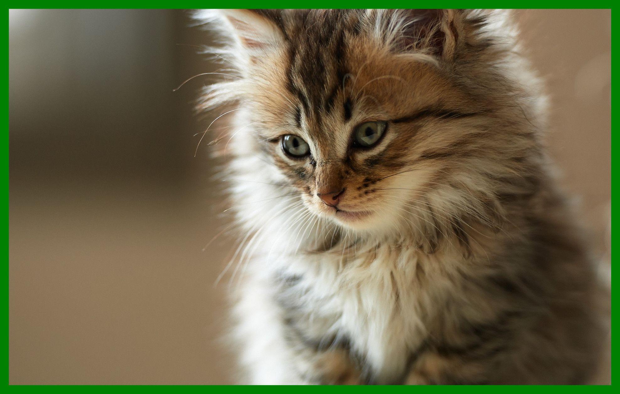 Cute Korean Cat Wallpapers Top Free Cute Korean Cat Backgrounds