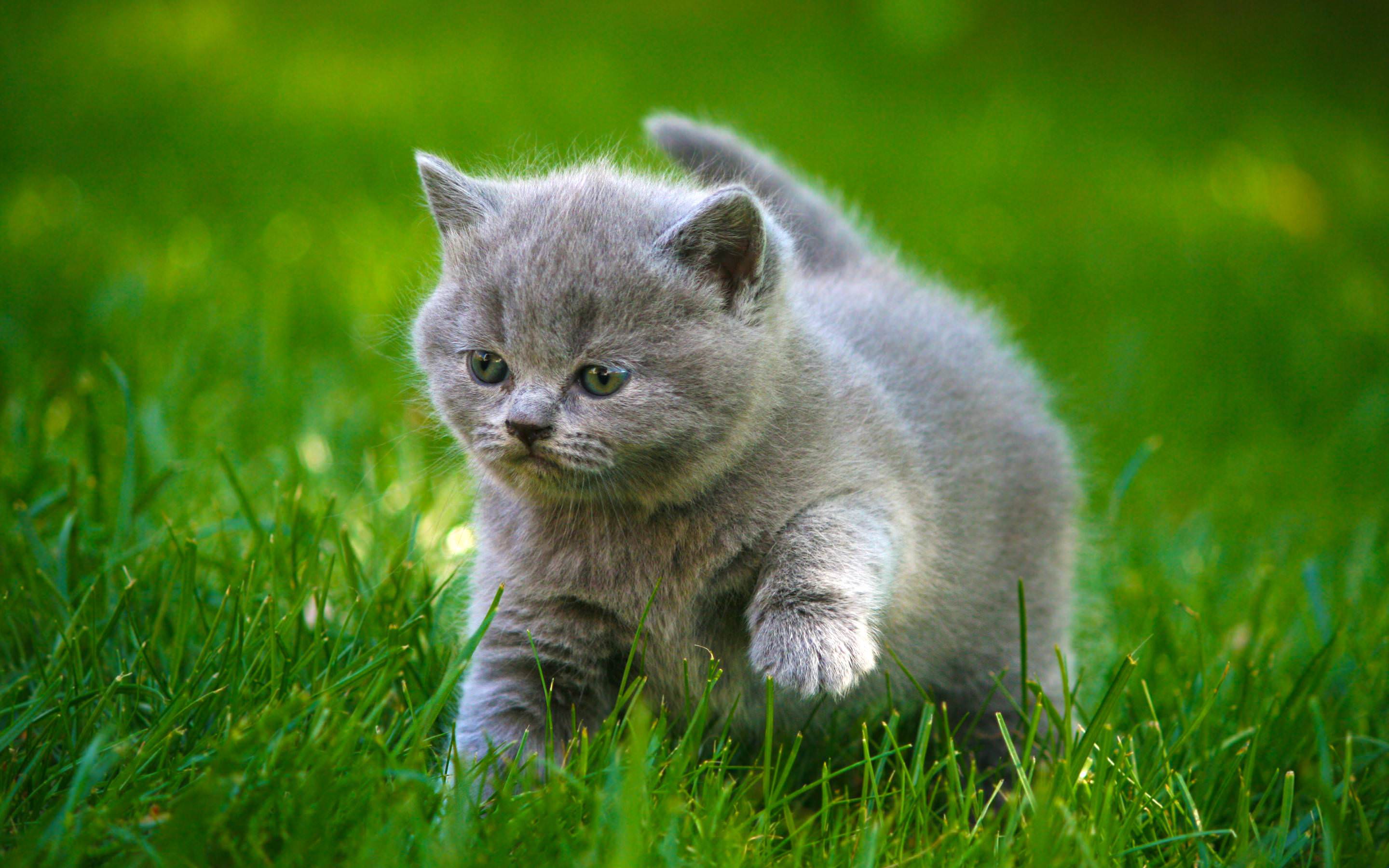 Cute Korean Cat Wallpapers Top Free Cute Korean Cat Backgrounds