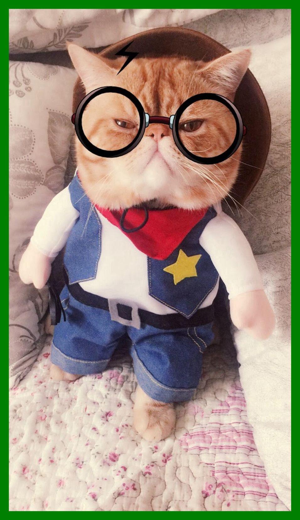 Cute Korean Cat Wallpapers Top Free Cute Korean Cat Backgrounds