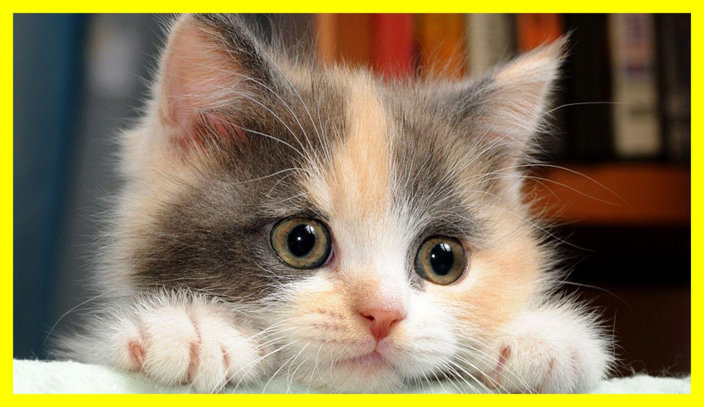 Cute Korean Cat Wallpapers Top Free Cute Korean Cat Backgrounds