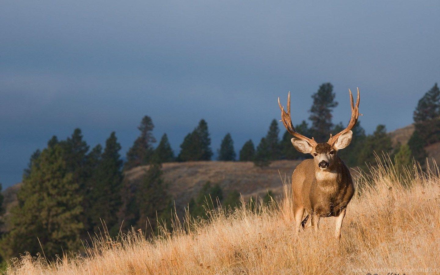 Mule Deer Wallpapers Top Free Mule Deer Backgrounds WallpaperAccess