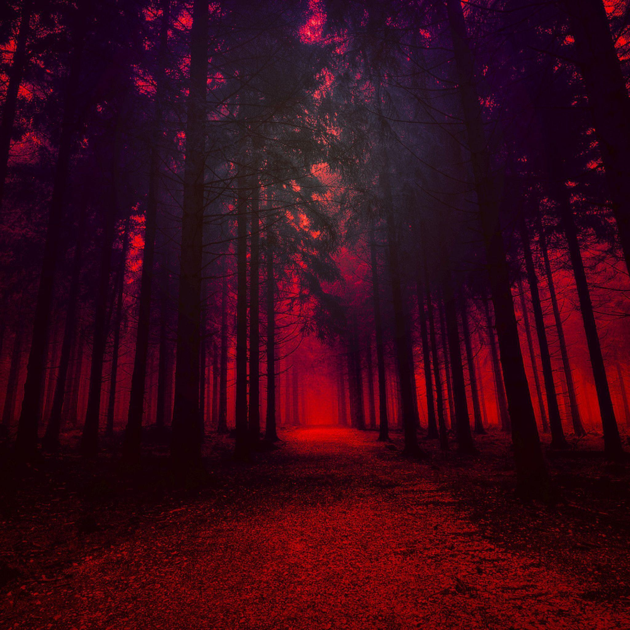 Red Forest 4K Wallpapers Top Free Red Forest 4K Backgrounds