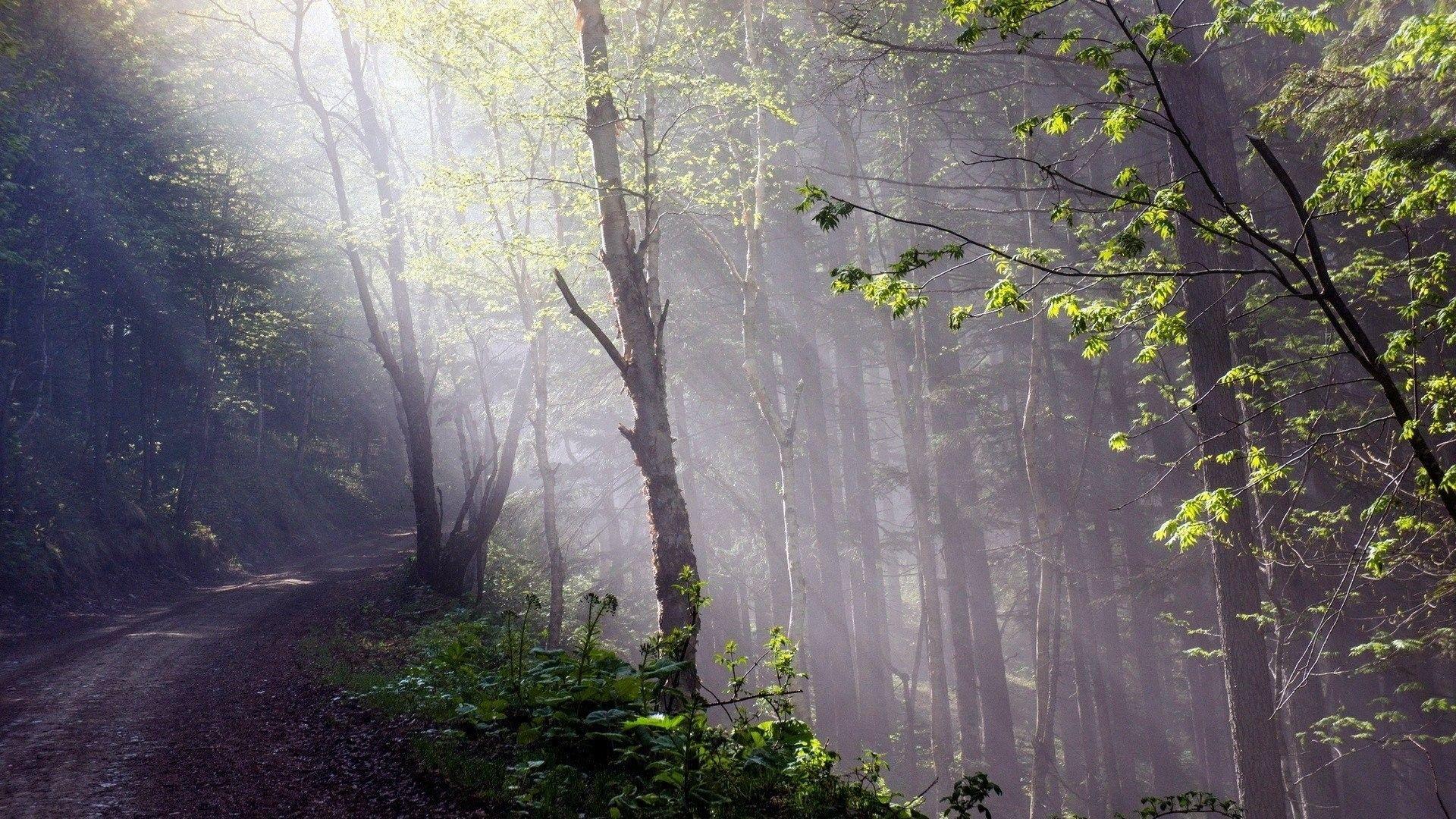 Cozy Forest Wallpapers Top Free Cozy Forest Backgrounds WallpaperAccess