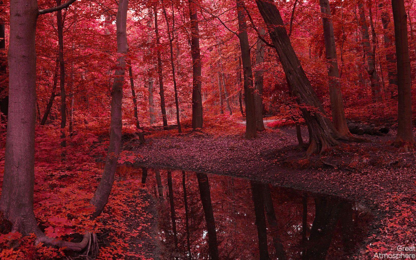 Red Forest 4K Wallpapers Top Free Red Forest 4K Backgrounds