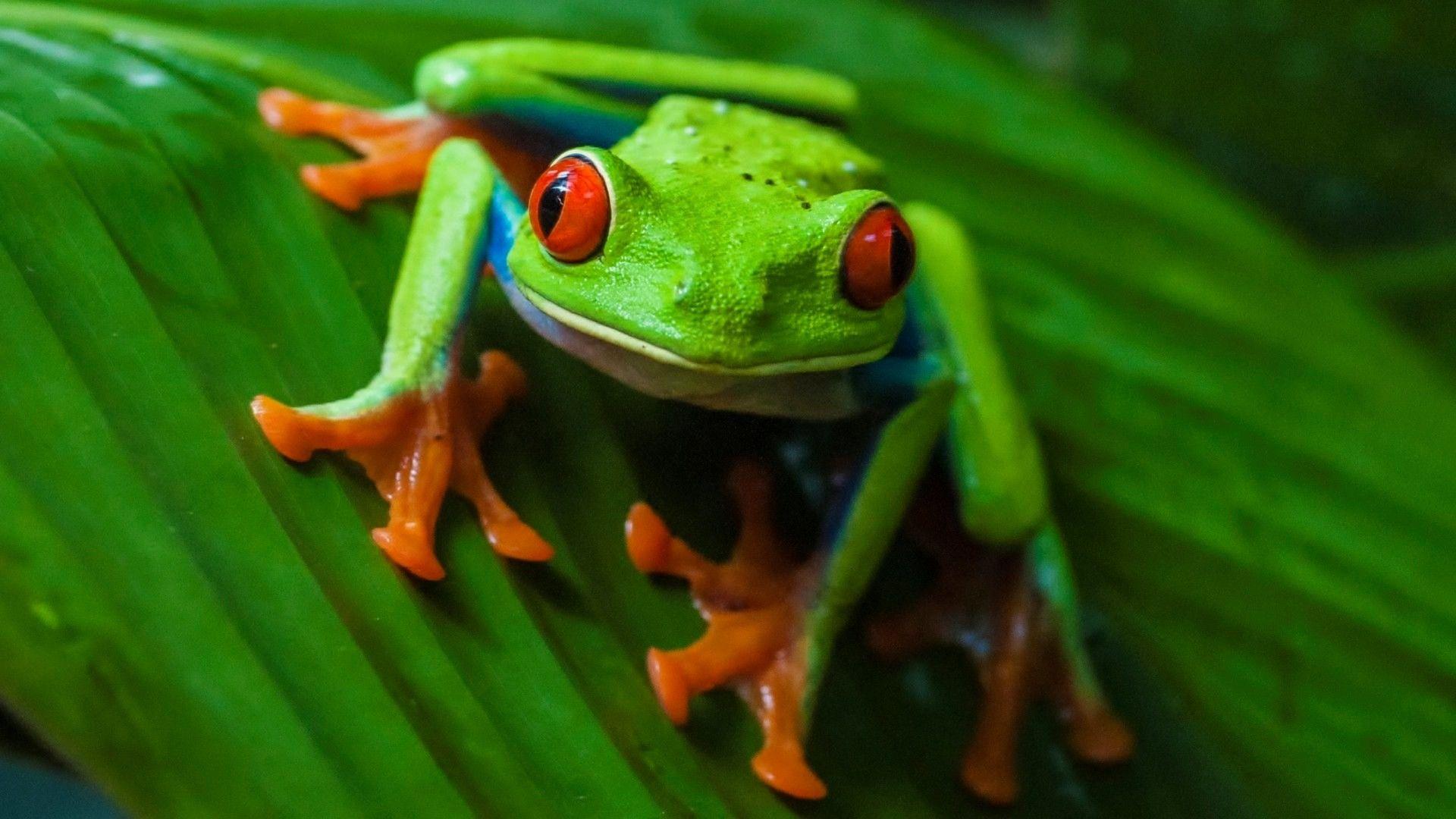 Green Frog Wallpapers Top Free Green Frog Backgrounds WallpaperAccess