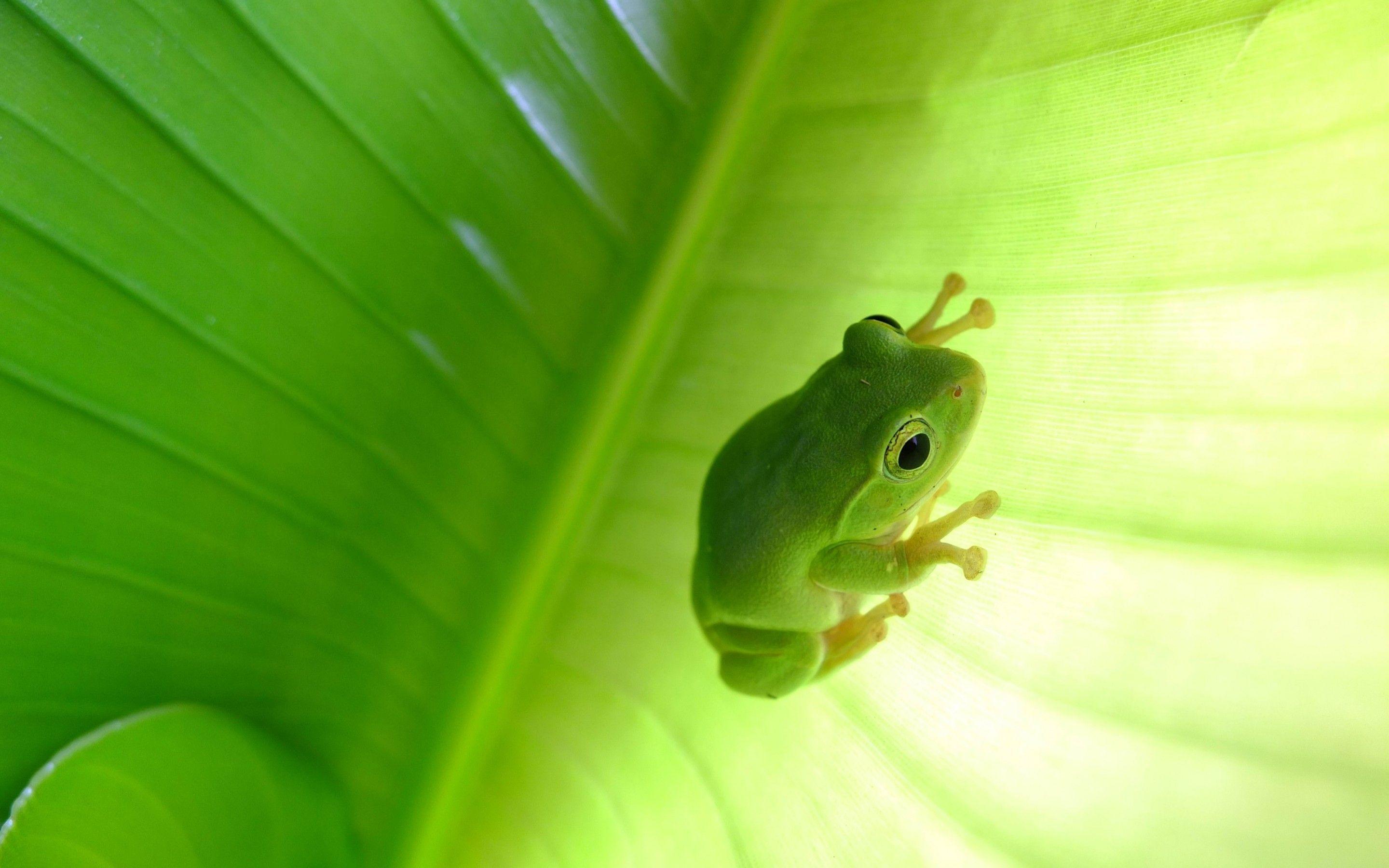 Green Tree Frog Wallpapers Top Free Green Tree Frog Backgrounds
