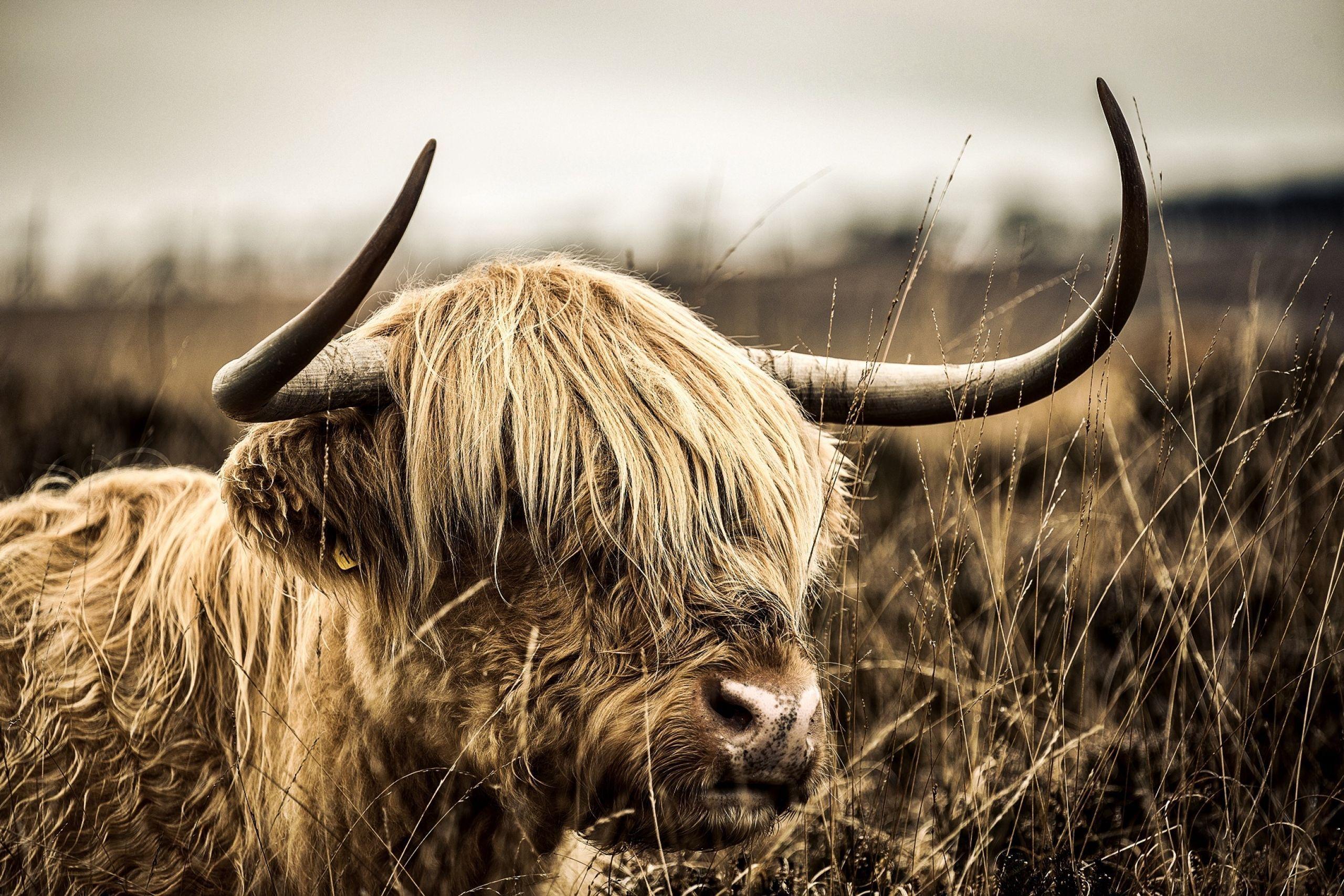 Highland Cow Wallpapers Top Free Highland Cow Backgrounds