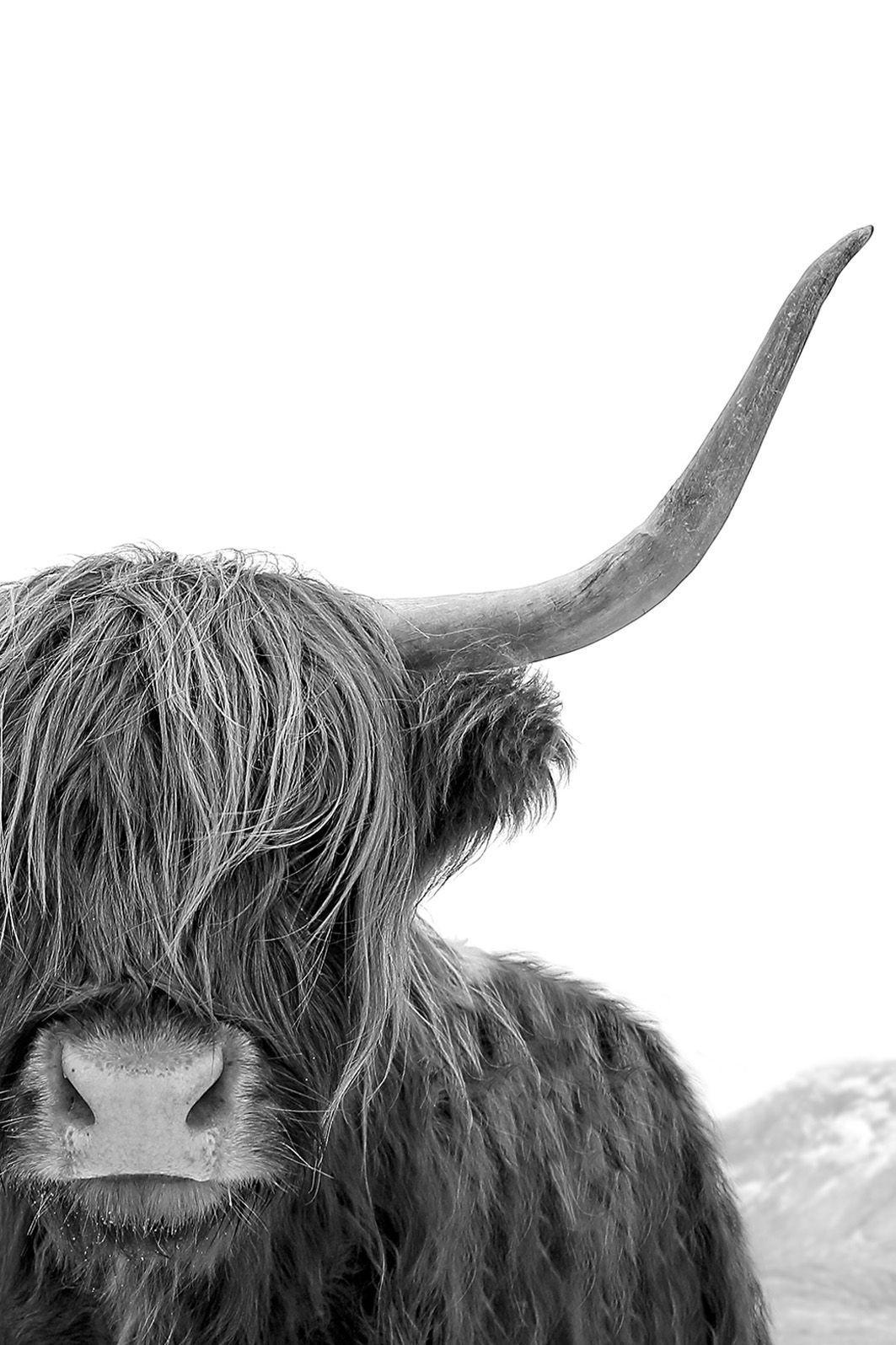 Highland Cow Wallpapers Top Free Highland Cow Backgrounds WallpaperAccess