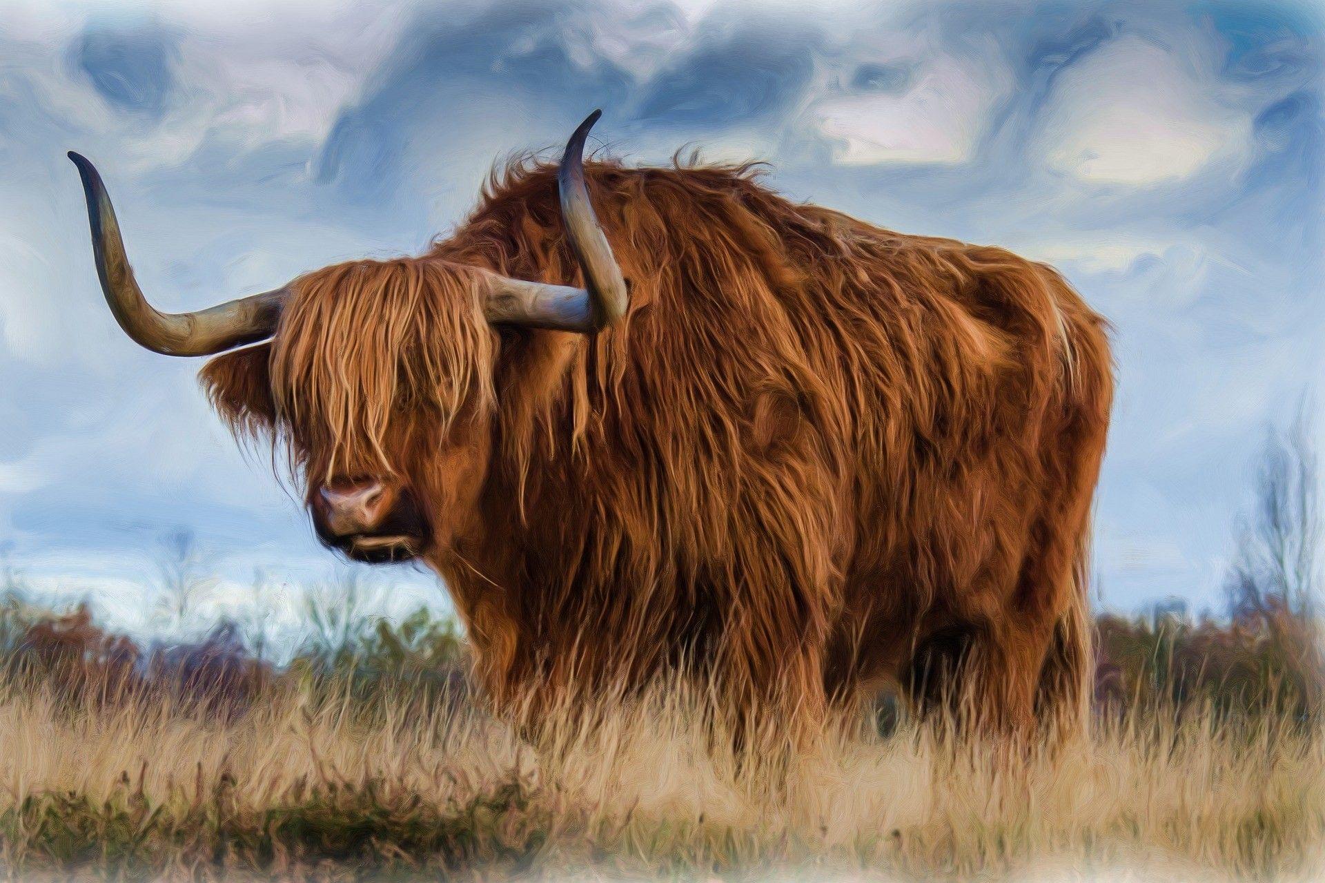 Highland Cow Wallpapers Top Free Highland Cow Backgrounds