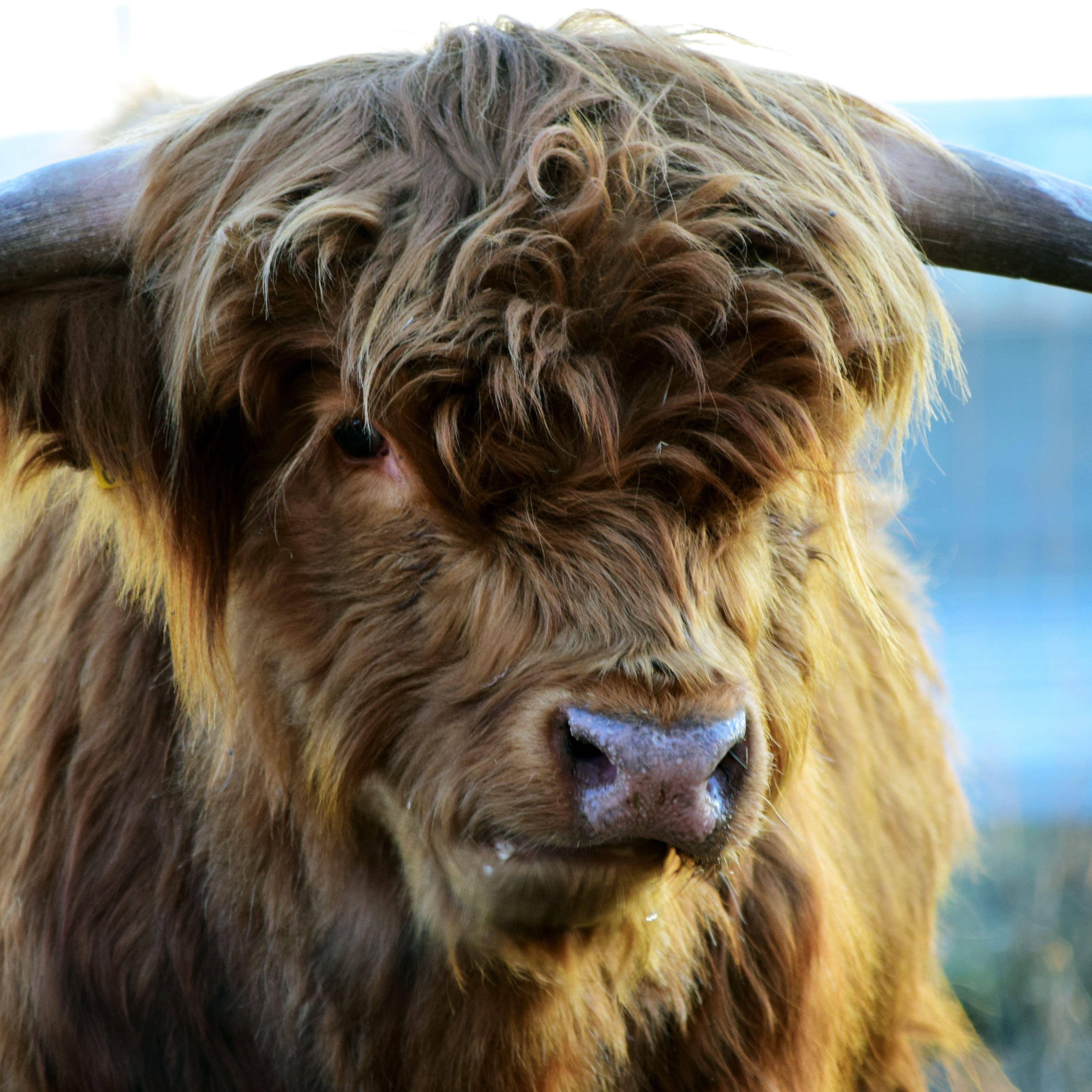 Highland Cow Wallpapers Top Free Highland Cow Backgrounds