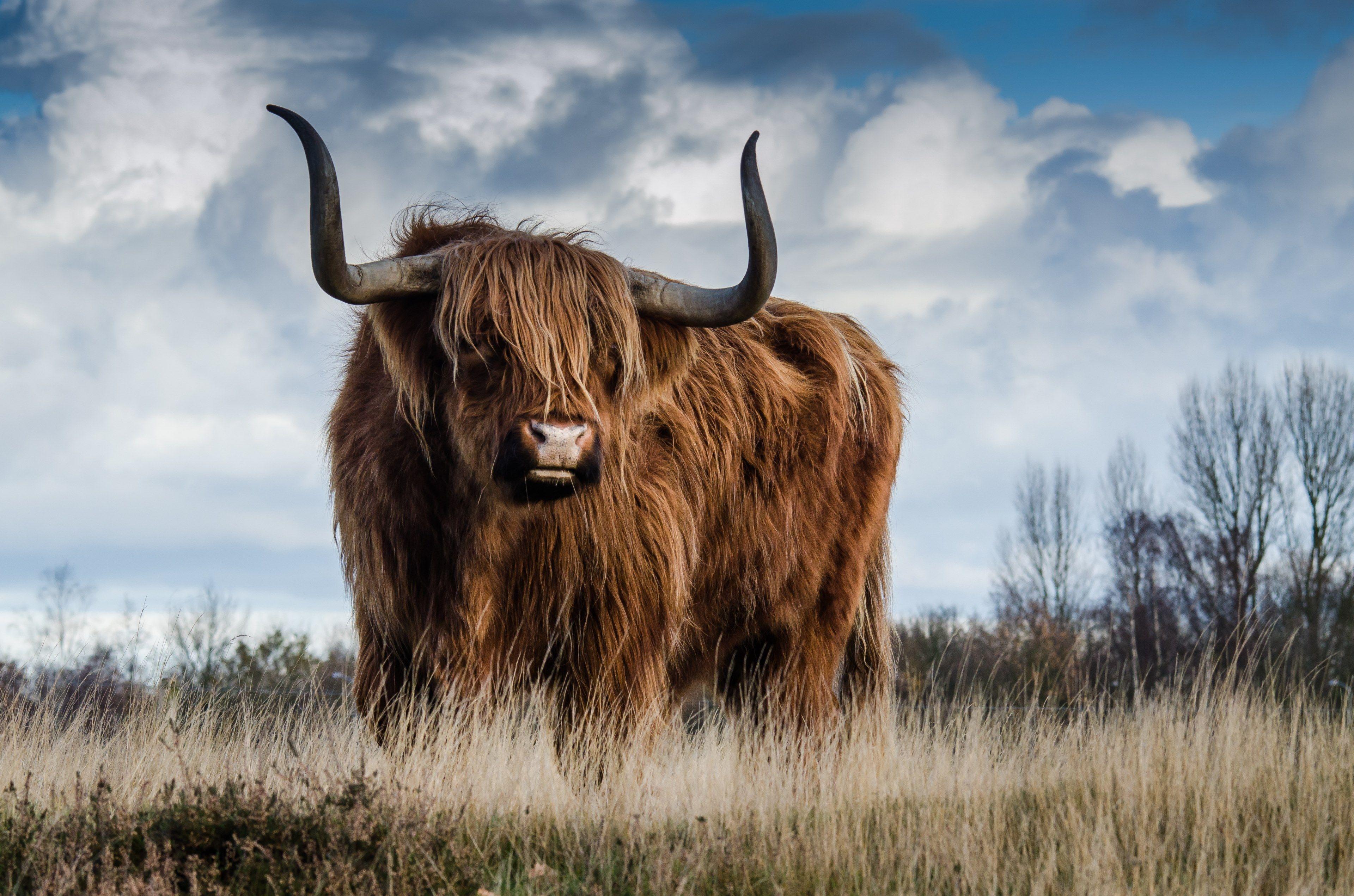 Highland Cow Wallpapers - Top Free Highland Cow Backgrounds