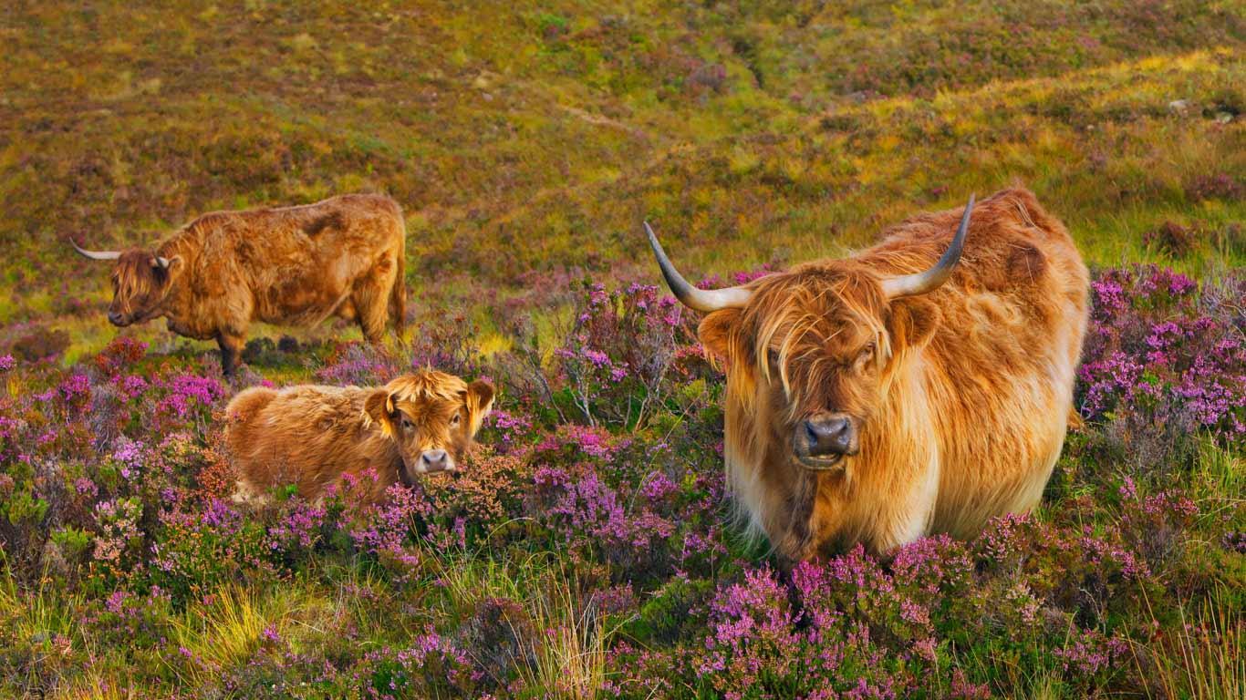 Highland Cow Wallpapers Top Free Highland Cow Backgrounds